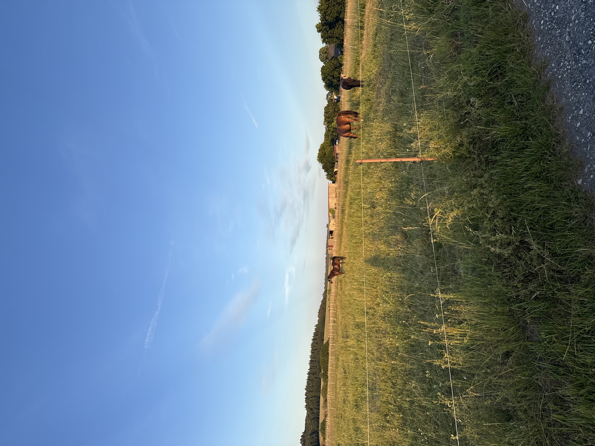 In Oberquembach, Germany, three horses are visible in a sunlit, grassy field. A brown horse stands near the center, facing right. To its right, another brown horse grazes. Further to the left, a third brown horse is partially obscured by a fence. A wooden fence with white wire runs across the foreground. In the background, a line of trees borders the field, and structures, possibly barns or houses, are present. The sky is clear and blue, with a faint cloud streak.
