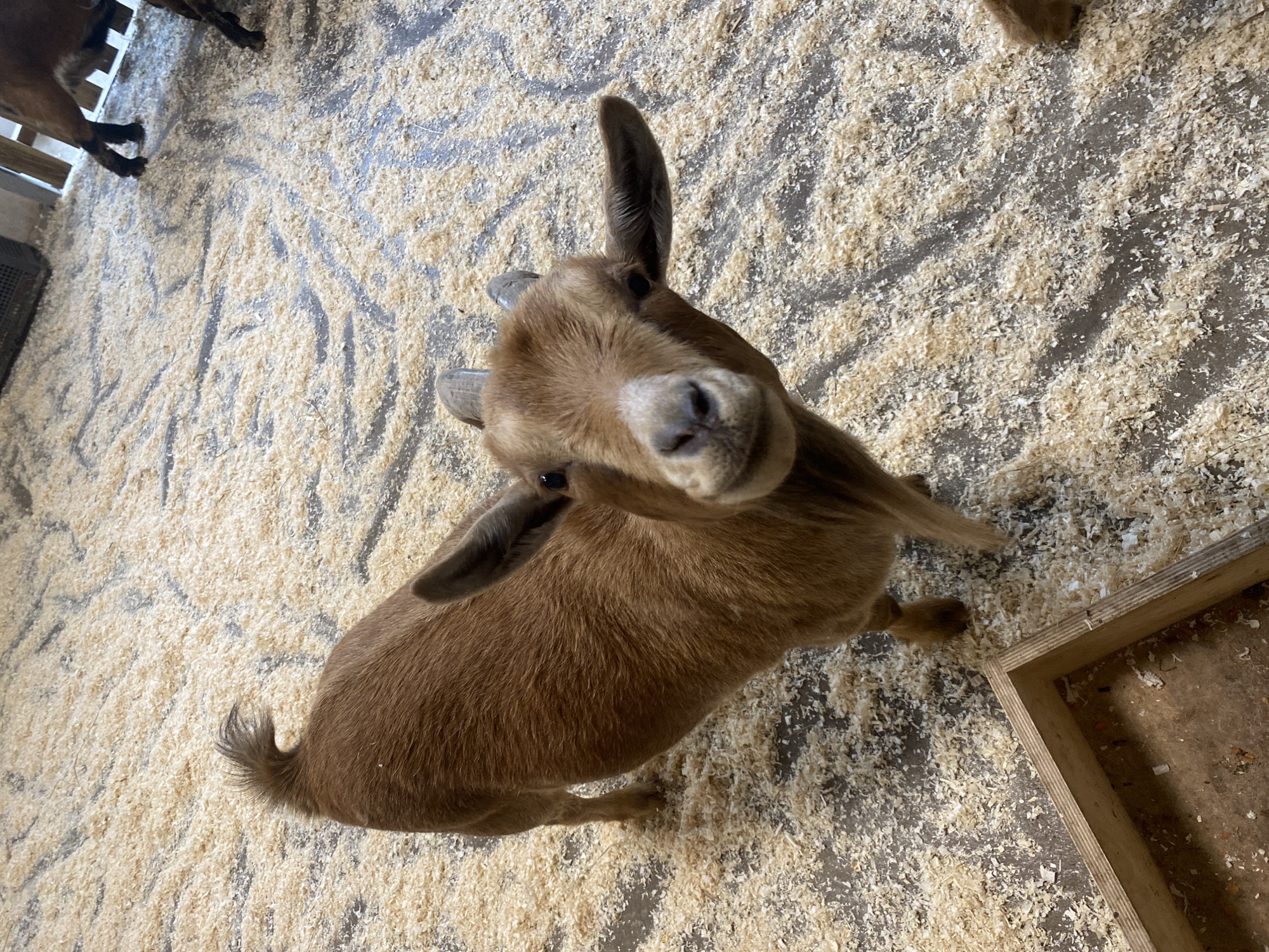 A medium shot captures a brown goat standing on a floor covered with wood shavings. The goat is facing the camera with its head tilted slightly. A wooden box sits to the right of the goat. Some wooden fencing is visible on the upper left of the image. This picture was taken in Perm, Russia.