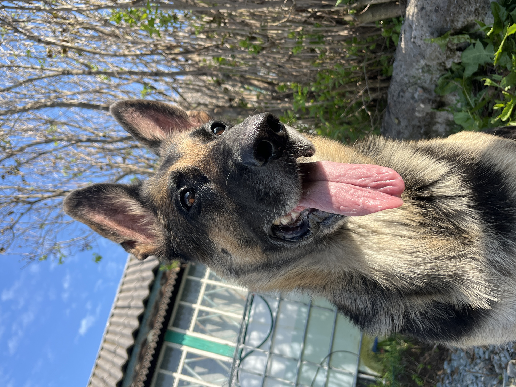A German Shepherd dog is captured in a close-up portrait outdoors, with its tongue lolling out. The dog's head is turned to the right, showing its sharp features, erect ears, and attentive brown eyes. Behind the dog, a weathered, gray-tiled roof of a low-rise building is visible, with rows of windows that have a distinct teal-colored frame. To the right of the building, a dense thicket of thin, dry branches with sparse green foliage forms a backdrop against a bright blue sky dotted with scattered white clouds. The ground in the foreground is covered with small gray pebbles, and to the right, a rough, gray rock formation with green leafy vegetation peeking out is present. The scene appears to be an outdoor setting in a residential area, possibly a backyard or alleyway, in Nizhny Tagil, Russia.