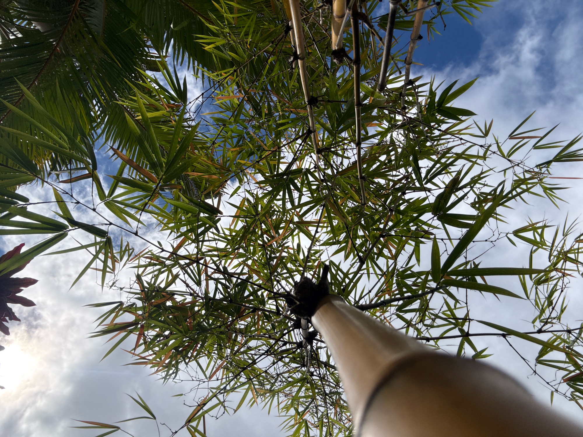 The image is an upward-facing shot of bamboo stalks and leaves against a cloudy sky, taken in Hiệp Thạnh, Vietnam. The perspective is from below, looking up through the dense canopy of green bamboo leaves. Several thick, segmented bamboo stalks are visible, some with visible nodes and dark bindings where branches emerge. The leaves are long and slender, with some showing hints of browning. In the foreground, a large, smooth, light-brown bamboo stalk occupies the lower right portion of the frame, obscuring the view of the sky. The sky is a mix of blue and white clouds. The overall impression is one of looking up through a bamboo grove, with a portion of the camera's housing or a support structure prominently in the foreground.