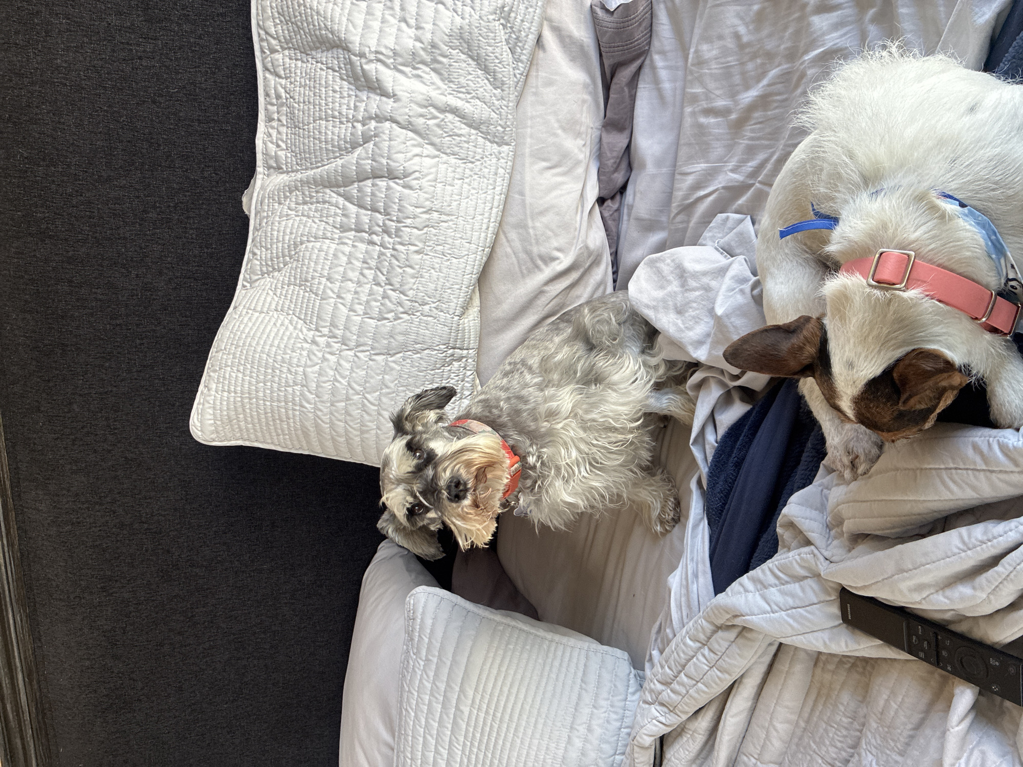 The scene appears to be an interior shot of a bed with two dogs. One dog, a Schnauzer, is gray and lying on the bed, with an orange collar. The second dog, is lying with its head down, and wearing a pink collar. The bed is covered with white linens and a white quilted pillow. A black remote control lies on the sheets near the second dog. The room is dark and gray. The location is not specified.