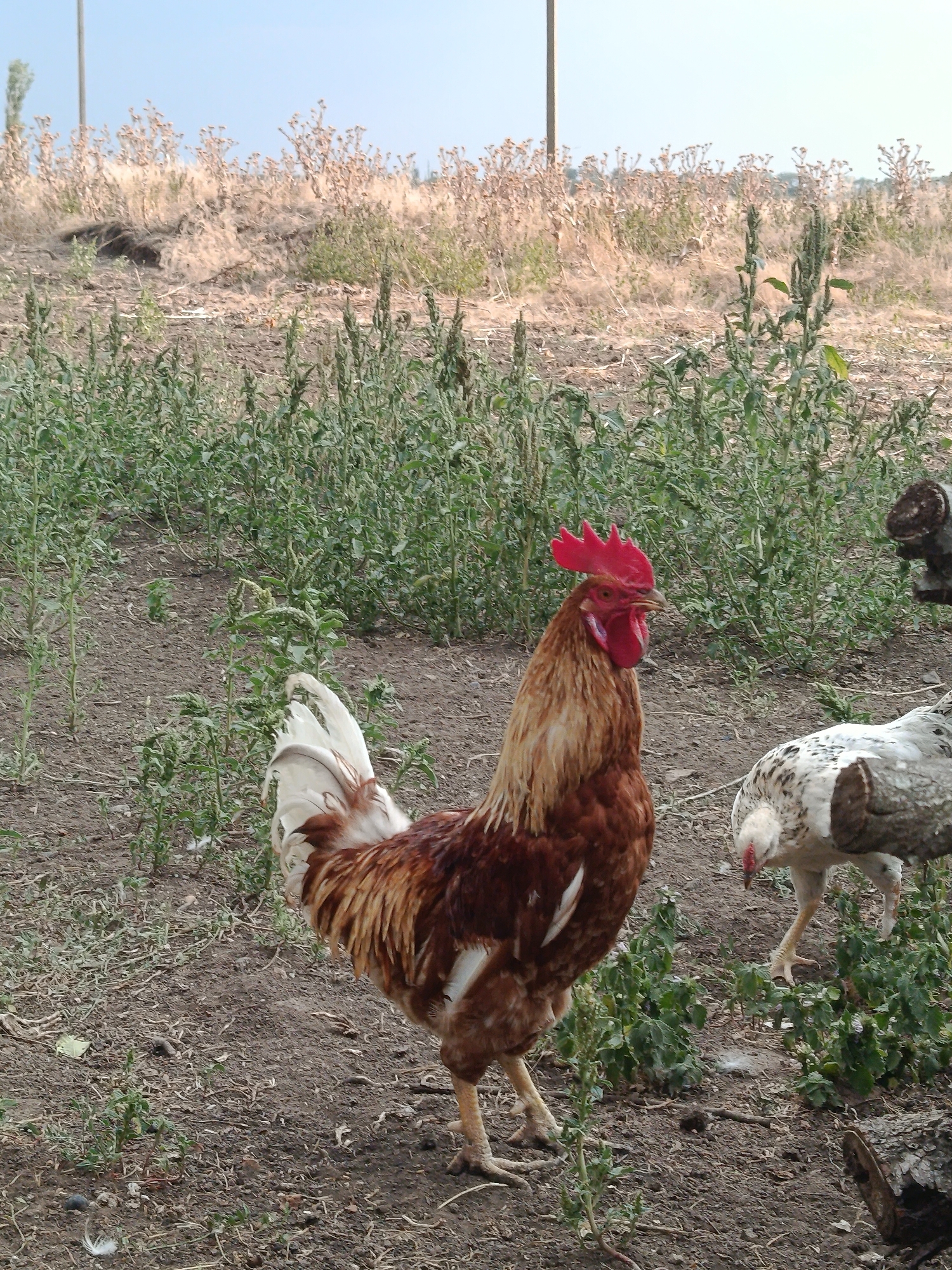 A brown and white rooster with a red comb stands in the foreground of an outdoor scene in Lotskyne, Ukraine. The rooster is facing to the right, with its chest puffed out and its tail feathers fanned. Behind the rooster, to the right, a white chicken with black spots pecks at the ground. The ground is covered in dry dirt and sparse green vegetation. In the background, dry, beige grasses and weeds are visible, with a faint blue sky above. A utility pole is visible in the far left background.