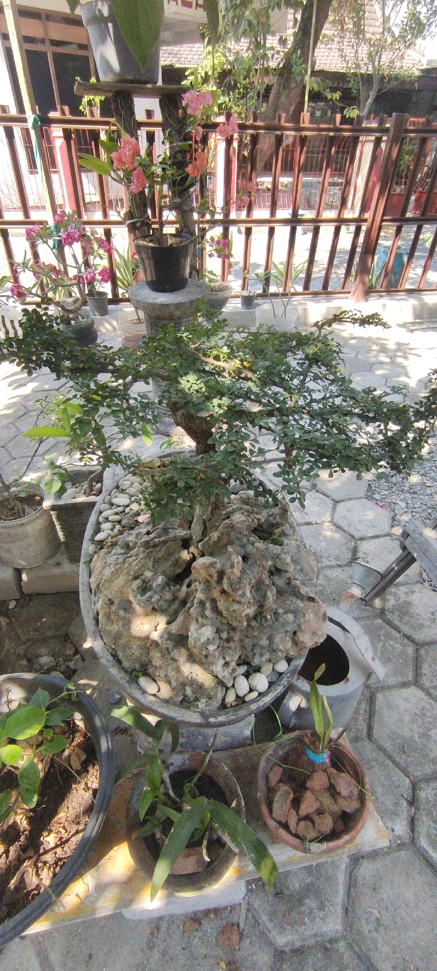 The image displays a well-maintained garden scene with various potted plants arranged on a paved patio. The central focus is a bonsai tree planted in a large, oval pot filled with rocks and pebbles. The bonsai has a gnarled trunk and lush green foliage. To the left of the bonsai, a smaller potted plant with broad green leaves is visible. To the right, two more potted plants are present, one with reddish-brown soil and small red stones, and another with green, strap-like leaves. In the background, a wooden fence with vertical slats encloses the area, and behind it, a building with a tiled roof and windows can be seen. Several other potted plants with pink and orange flowers are also positioned in the background, adding color to the scene. The environment suggests a residential outdoor space, likely in Kedunggalar, Indonesia, given the presence of tropical flora and the architectural style of the building and fence. The lighting indicates a sunny day, casting shadows on the ground.