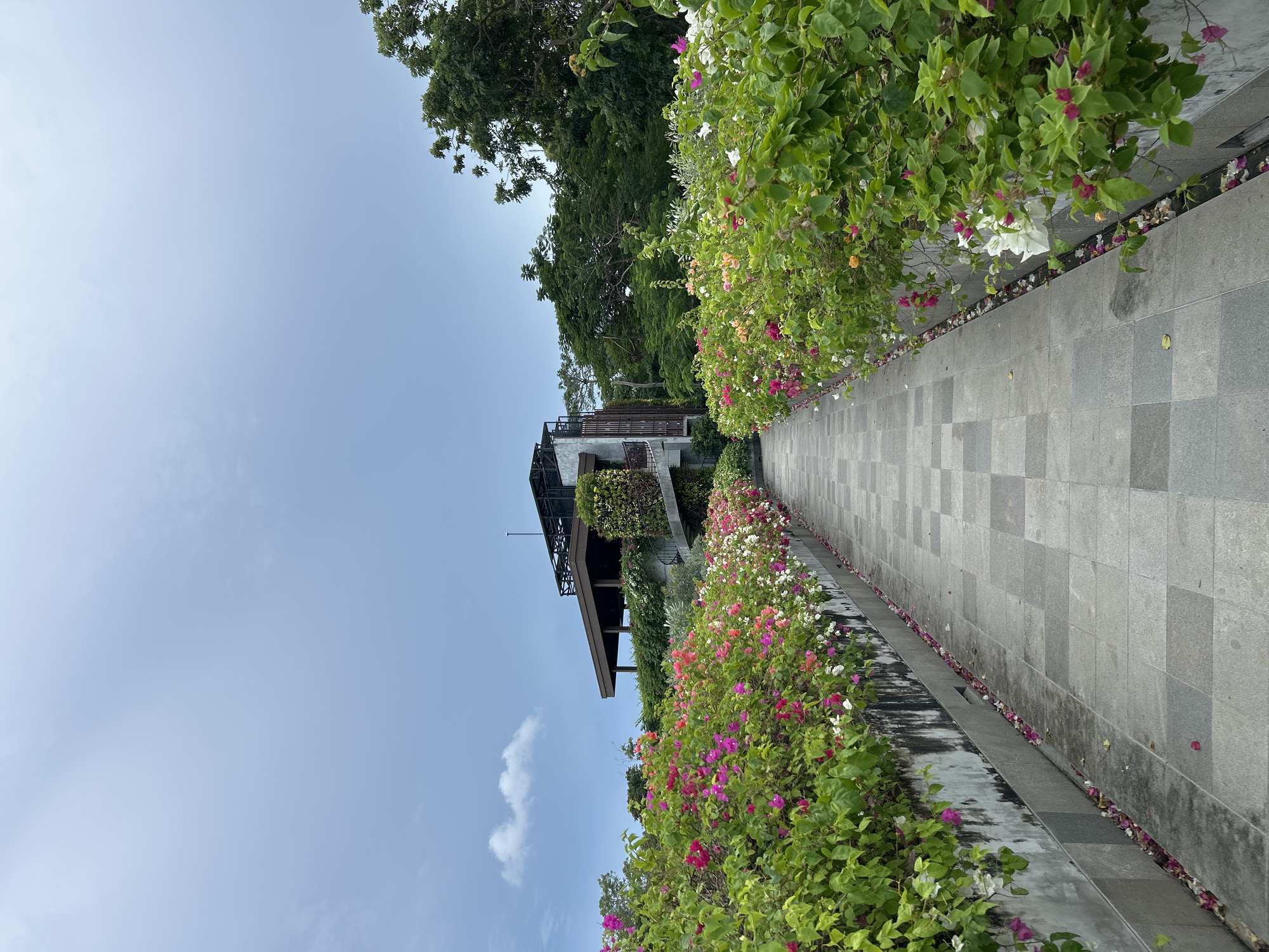 The image captures a serene outdoor scene in Kuta Selatan, Indonesia, featuring a paved pathway bordered by lush tropical foliage under a clear sky. The grey tiled pathway extends from the foreground into the mid-ground, gently curving towards a building.
On the right side of the pathway, a vibrant display of flowering bushes, primarily bougainvillea, bursts with colors including pink, white, and orange. Fallen petals from these flowers are scattered along the path and on the top of a low retaining wall that separates the path from the bushes.
To the left of the path and in the background, dense green trees create a natural canopy. Partially visible through the trees in the mid-ground is a multi-story building with a modern design, dark roofs, and balconies, suggesting a resort or residential structure integrated into the landscape.
The sky is a pale blue with only a few faint, wispy clouds, indicating clear weather. The bright, even illumination suggests it is daytime, likely a pleasant morning or afternoon. No people or text are visible in the image. The scene evokes a sense of tranquility and natural beauty within a well-maintained tropical setting.