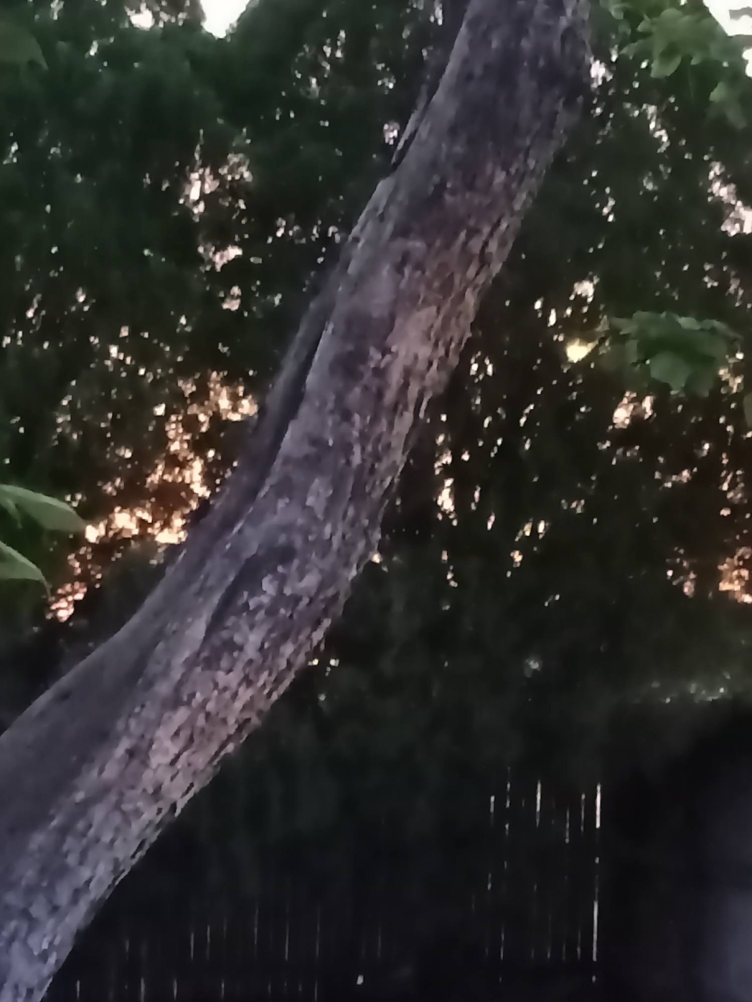 The image is a medium shot of a tree trunk that appears to be a mature hardwood, possibly an oak, with rough, textured bark that is grey and brown. The trunk is positioned diagonally from the bottom left to the upper right of the frame. Behind the tree, there is a dense canopy of dark green leaves that are partially illuminated by a soft, warm light, suggesting either sunrise or sunset. Scattered within the foliage are bright, reflective highlights, possibly from the sun filtering through the leaves. In the lower portion of the image, a dark, out-of-focus fence is visible. The scene depicts an outdoor environment, likely a residential backyard or park in Amarillo, United States of America, given the context provided. There are no people or animals visible in the frame. The lighting suggests it is either early morning or late evening.