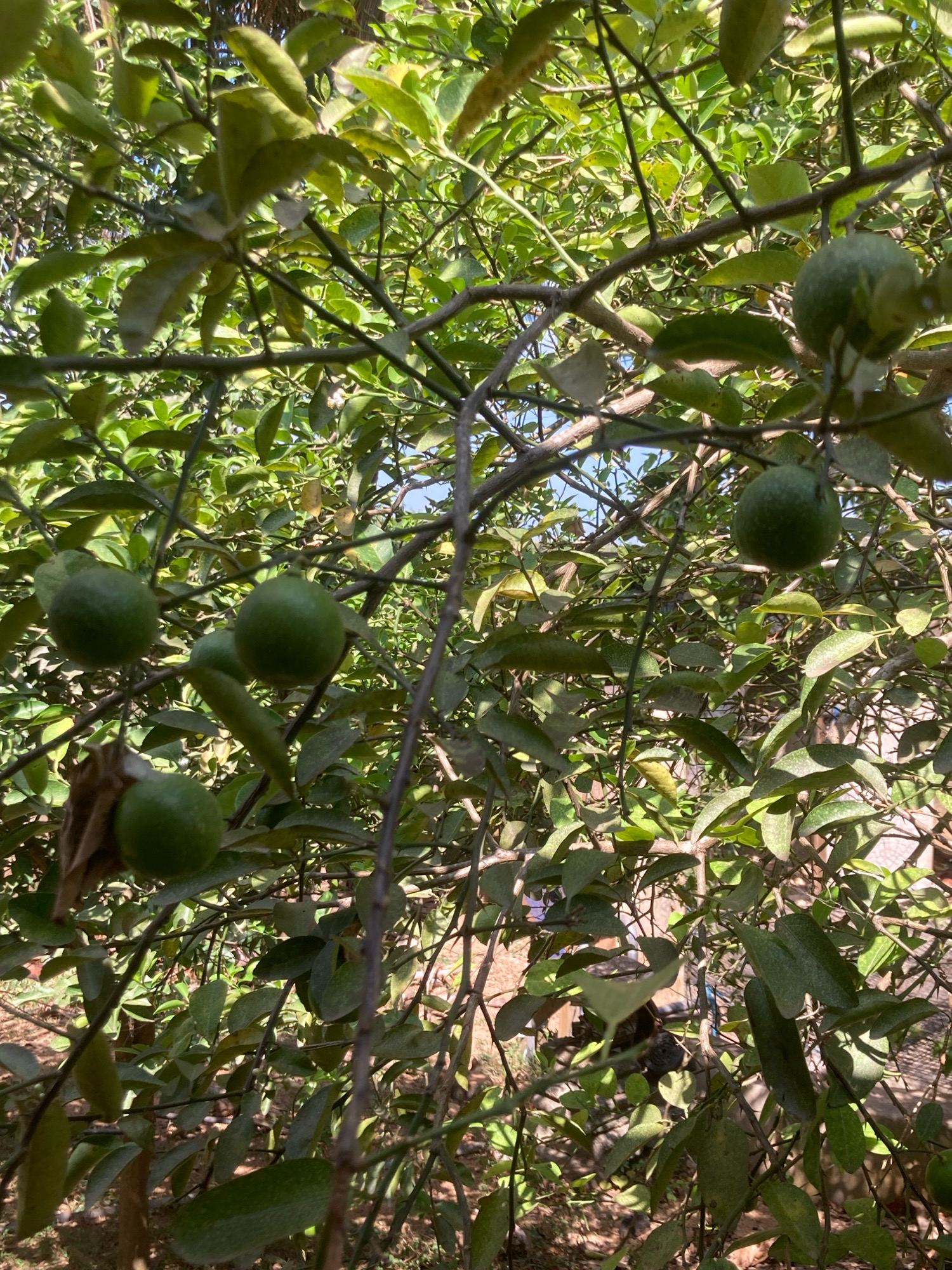 The image depicts a close-up view of a lime tree laden with several green limes, nestled amidst its dense foliage. The scene is set in Daladagama, Sri Lanka, under natural sunlight filtering through the leaves. The branches of the tree are visible, intertwined with the leaves and fruits, creating a naturalistic and slightly chaotic composition. The background is a blur of green leaves and branches, with hints of blue sky peeking through in places. The limes, varying in size and ripeness, are the focal point of the image, showcasing the bounty of the tree. The overall impression is one of abundance and natural beauty, characteristic of a tropical environment.