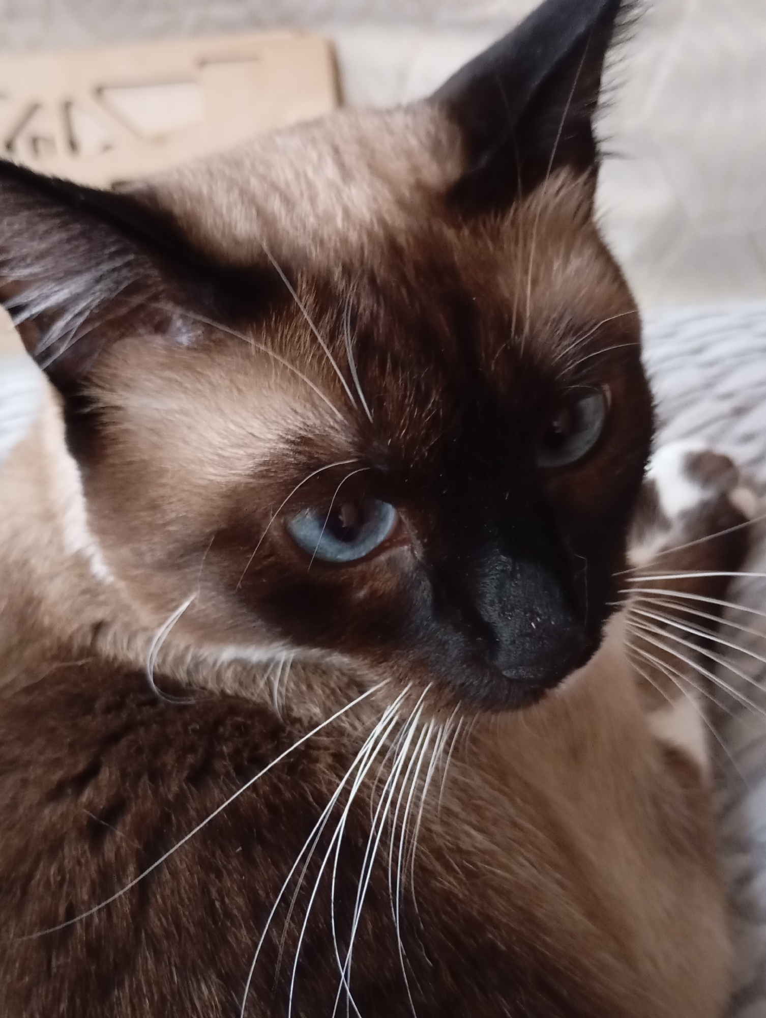 A close-up, vertical, eye-level shot shows a Siamese cat with bright blue eyes and dark facial points. The cat's fur is a mix of brown and tan. The background is out of focus and appears to be a textured surface, possibly a blanket or upholstery. There are no discernible features indicating a specific location in Batumi, Georgia, or any specific actions or interactions.