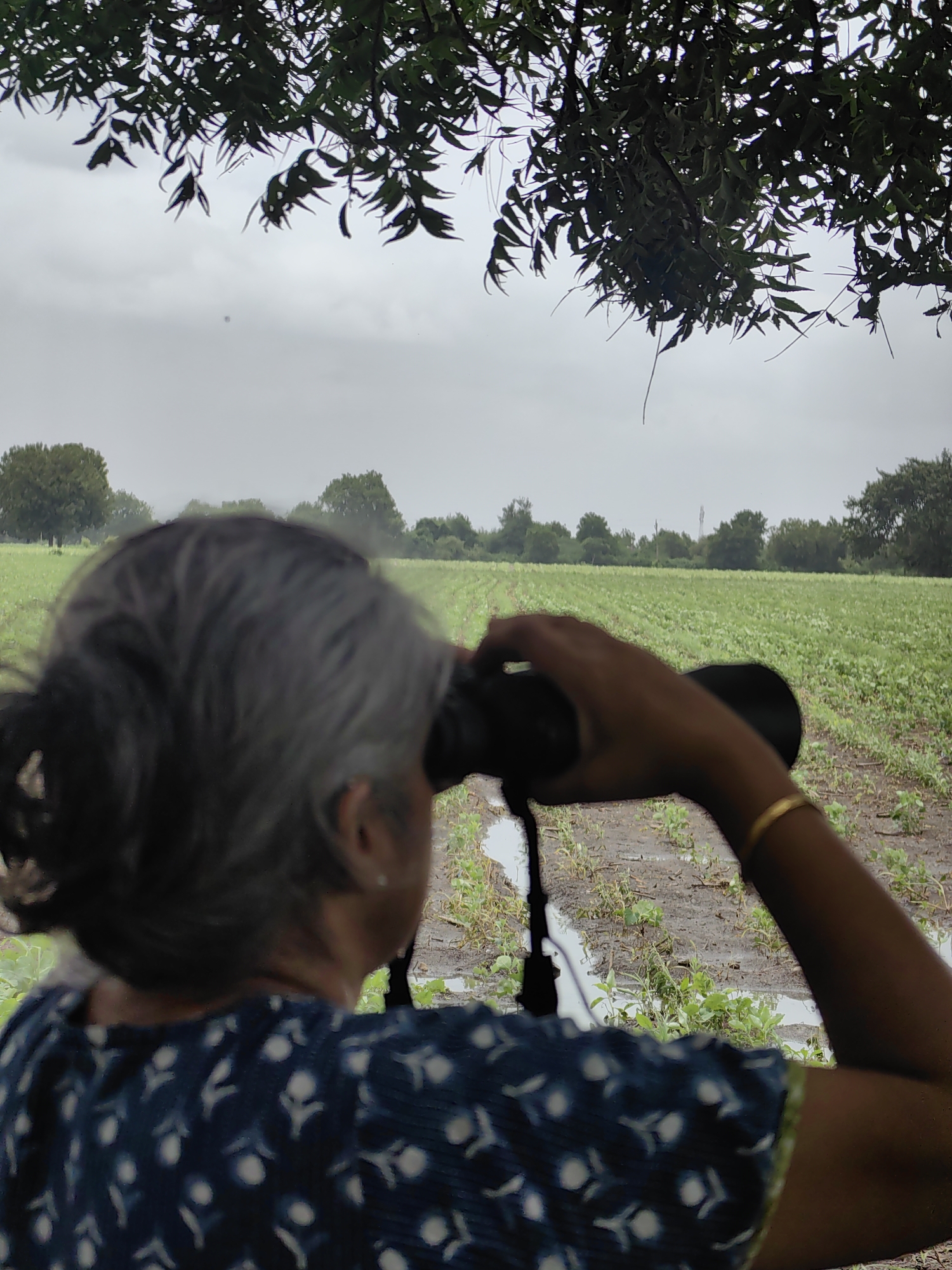 In Mhaiswadi, India, a person is shown from behind, looking through binoculars at a field. The person has graying hair pulled back and is wearing a dark blue top with a white floral pattern. Their right arm is extended, holding the binoculars, and a thin gold bracelet is visible on their wrist. The binoculars are black. The field in front of them is green with rows of young plants and appears to have some puddles of water, suggesting recent rain. Trees and a hazy sky form the background. The scene is viewed from a low angle, looking up towards the trees and sky above.