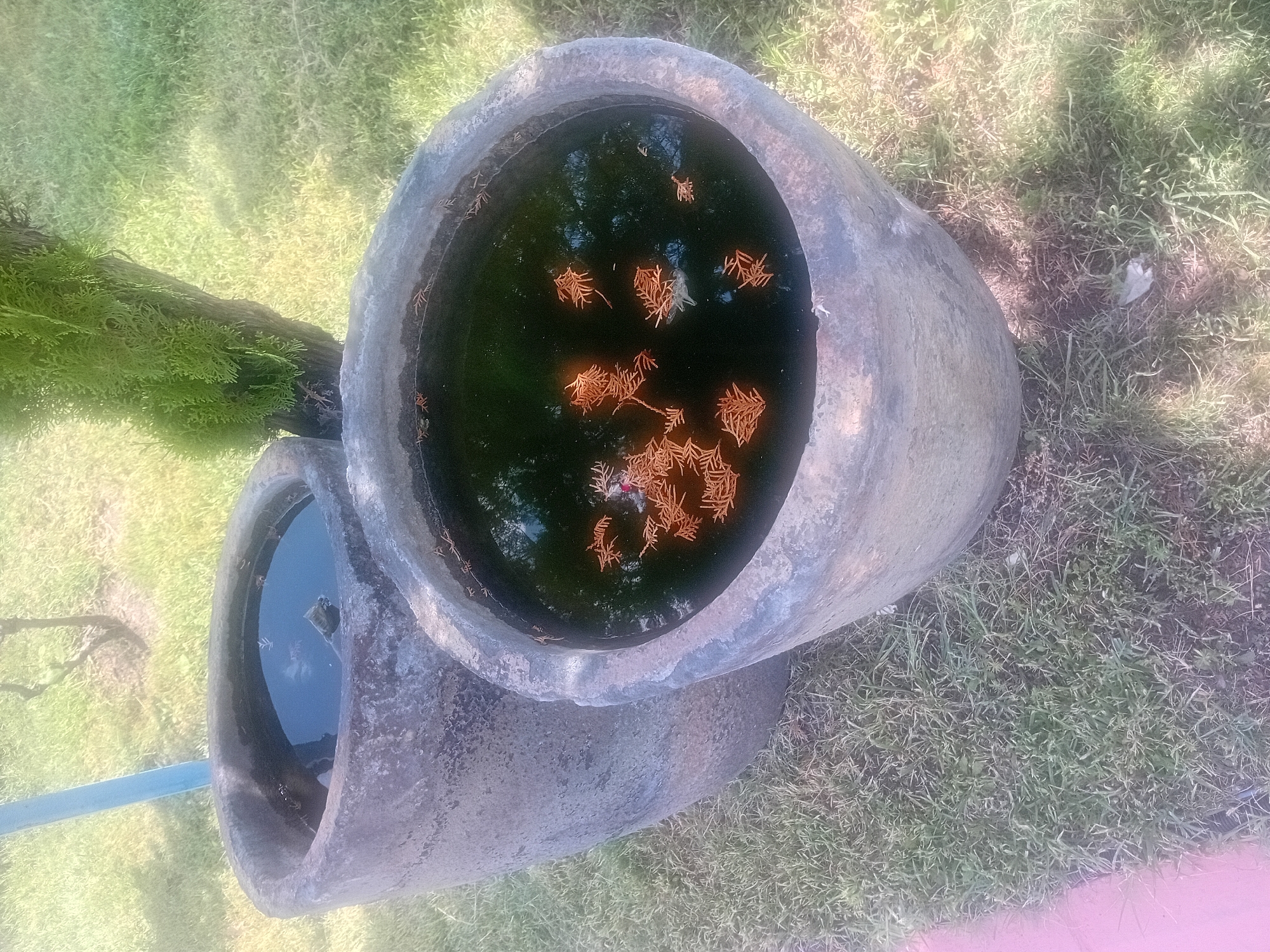 In Onikişubat, Turkey, two large, weathered concrete planters sit on a grassy area. The planter in the foreground is wider and shallower, filled with dark, still water that has numerous small, brown, pine-like debris floating on its surface. The planter behind it is taller and narrower, also containing dark water, though with less visible debris. A thin blue pole is visible to the left of the taller planter. A tree trunk, partially covered in green moss, stands behind and to the right of the planters, with its trunk casting a shadow on the grass. The grass appears somewhat dry in places, with patches of brown interspersed with green. The overall lighting suggests a daytime scene, possibly with sunlight filtering through foliage.