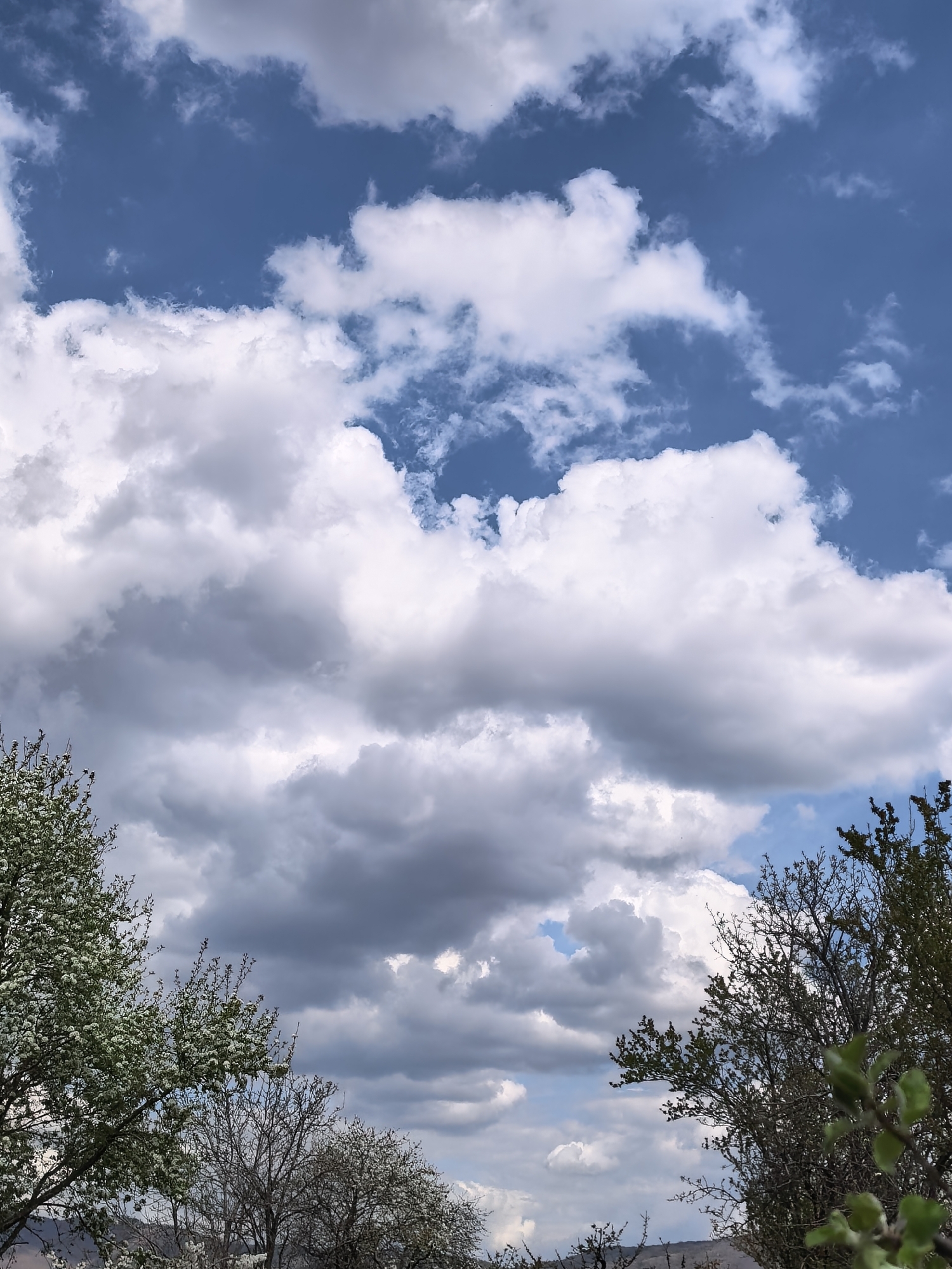 The image displays a vibrant outdoor scene primarily focused on a dynamic sky and the upper parts of trees. The sky is a mix of deep blue patches and an array of clouds. Large, voluminous cumulus clouds, mostly white but with gray undertones in places, dominate the middle and upper sections, suggesting depth and movement. Several areas of clear, bright blue sky are visible between the cloud formations.
In the lower portion of the frame, the tops of various trees are visible. On the left side, a tree is adorned with abundant small white blossoms, indicative of the spring season. On the right, another tree features new green leaves and a network of bare branches reaching upwards. Other trees with less distinct foliage can be seen further back. The overall setting is natural, likely an orchard, garden, or rural landscape.
The time of day is daytime, with ample natural light illuminating the clouds and foliage, suggesting late morning or afternoon. The weather appears to be partly cloudy with potential for change, characteristic of a spring day. There are no people, animals, or discernible activities taking place. No text is visible in the image. The scene evokes a sense of natural beauty and the freshness of springtime.