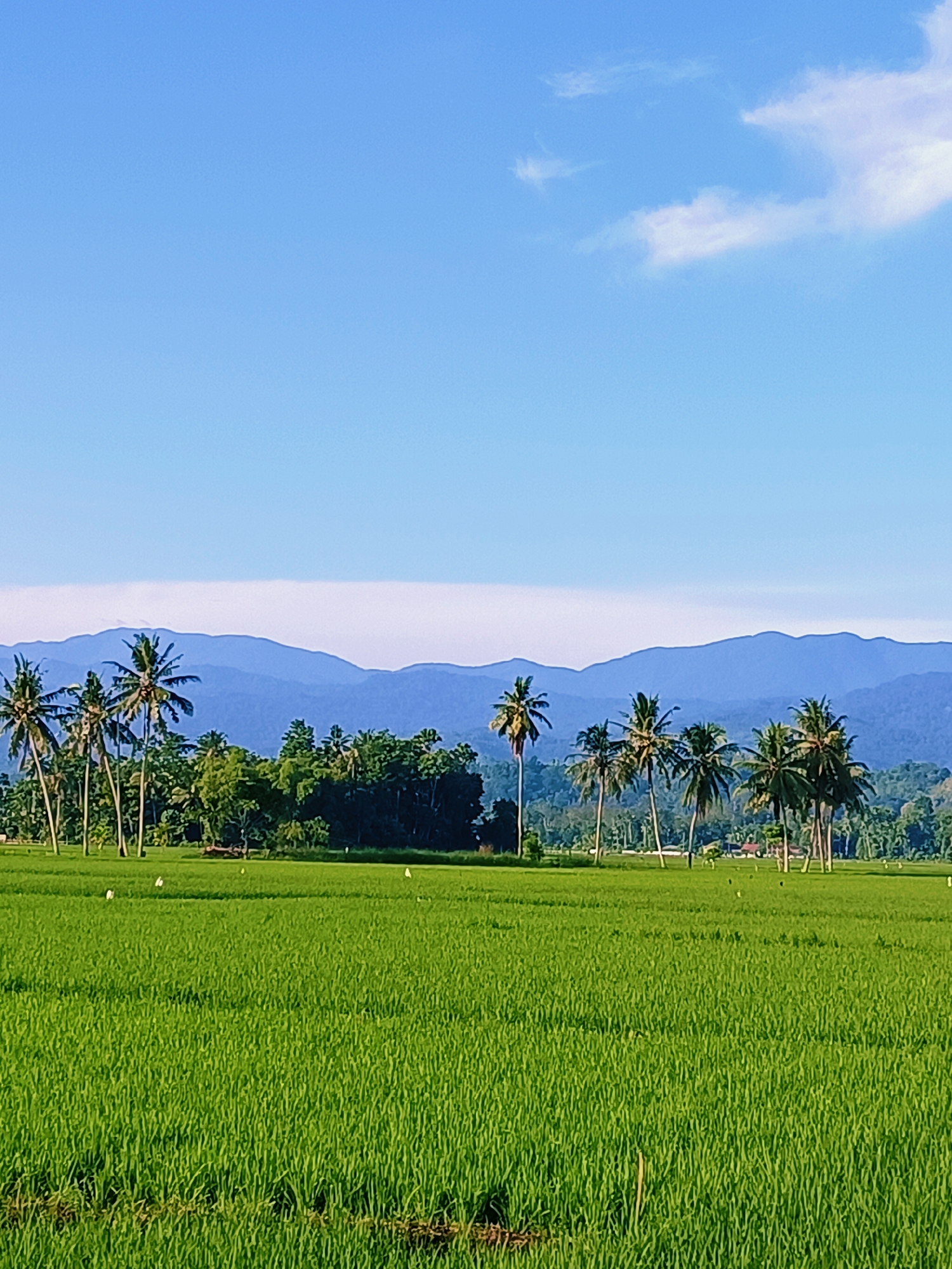 The image depicts a rural landscape in Kampung Jumpa, Indonesia, dominated by a vast, vibrant green rice paddy field in the foreground. Several tall coconut palm trees are scattered across the middle ground, interspersed with dense foliage and a cluster of trees. In the background, a series of blue-hued mountains rise against a clear blue sky with a few wispy white clouds. The scene is peaceful and natural, suggesting a rural agricultural setting. There are no people or animals clearly visible in the image, though some small white shapes in the rice paddy could potentially be birds.
