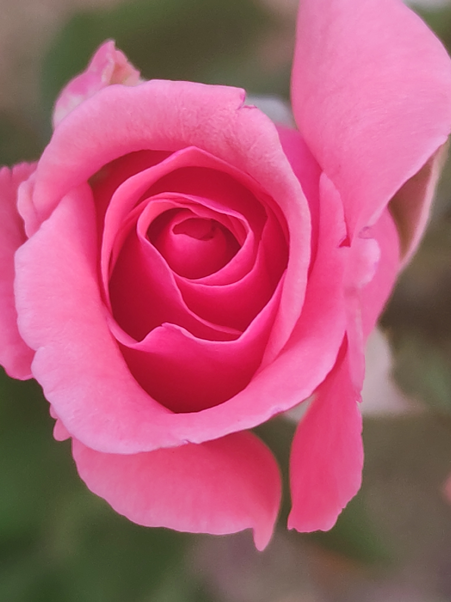 A close-up, vertical, full-frame shot focuses on a vibrant pink rose. The petals are soft and velvety, with delicate curves and folds creating a sense of depth. The center of the rose reveals tightly packed inner petals, showcasing the intricate beauty of its bloom. The background is softly blurred with a muted green and light brown hue, suggesting an outdoor natural setting likely in Sabunchu Raion, Azerbaijan, where such roses are cultivated. There are no people or other discernible objects or actions in the frame. The lighting is soft and diffused, highlighting the texture and color of the rose without harsh shadows.