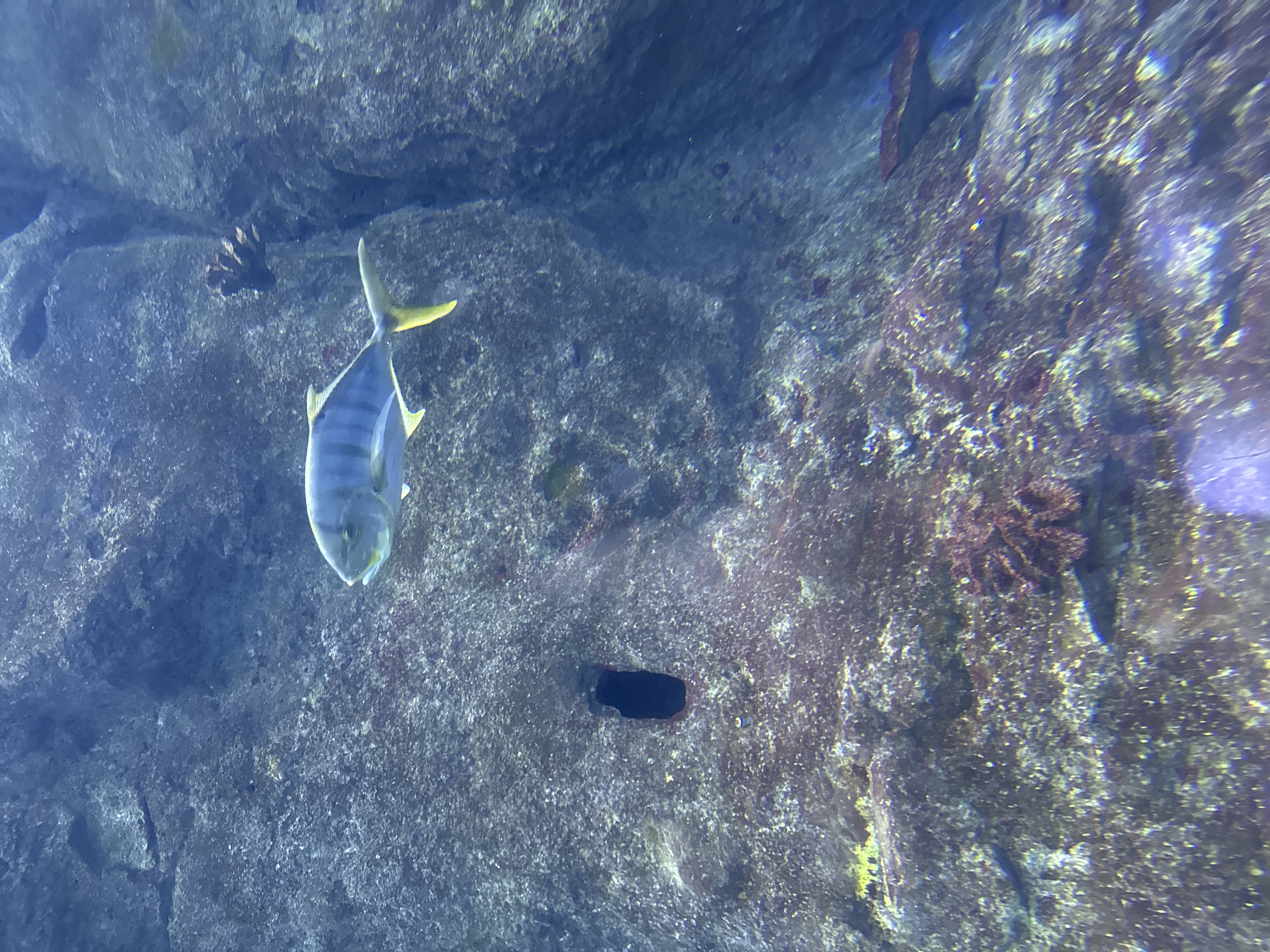 An adult fish with yellow fins swims to the right in a clear blue body of water. The fish has a streamlined body, with a light colored belly and dark blue and silver stripes along its back. The fish is positioned in the upper-center portion of the frame. The background consists of a rocky wall, which is covered in green and purple algae. In the bottom center of the image, there is a dark rectangular hole in the rock. The lighting in the image is dim, but the fish is clearly illuminated.