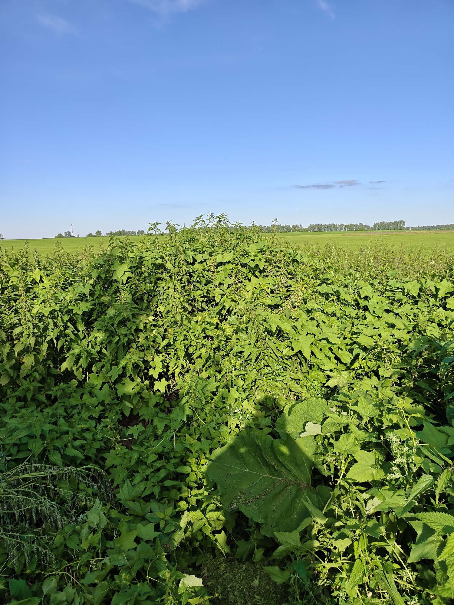 The image depicts a close-up view of dense, green vegetation in the foreground, with a vast, cultivated green field stretching into the background under a clear blue sky. The vegetation in the foreground consists of various plants, including what appear to be nettles and large-leafed plants. A shadow of a large leaf is cast on the lower right portion of the foreground vegetation. In the far distance, a line of trees marks the horizon, and a faint structure, possibly a tower or antenna, is visible on the left side of the distant field. The scene is outdoors, suggesting a natural or agricultural setting. The image was captured on a sunny day, indicated by the bright sky and the presence of shadows.