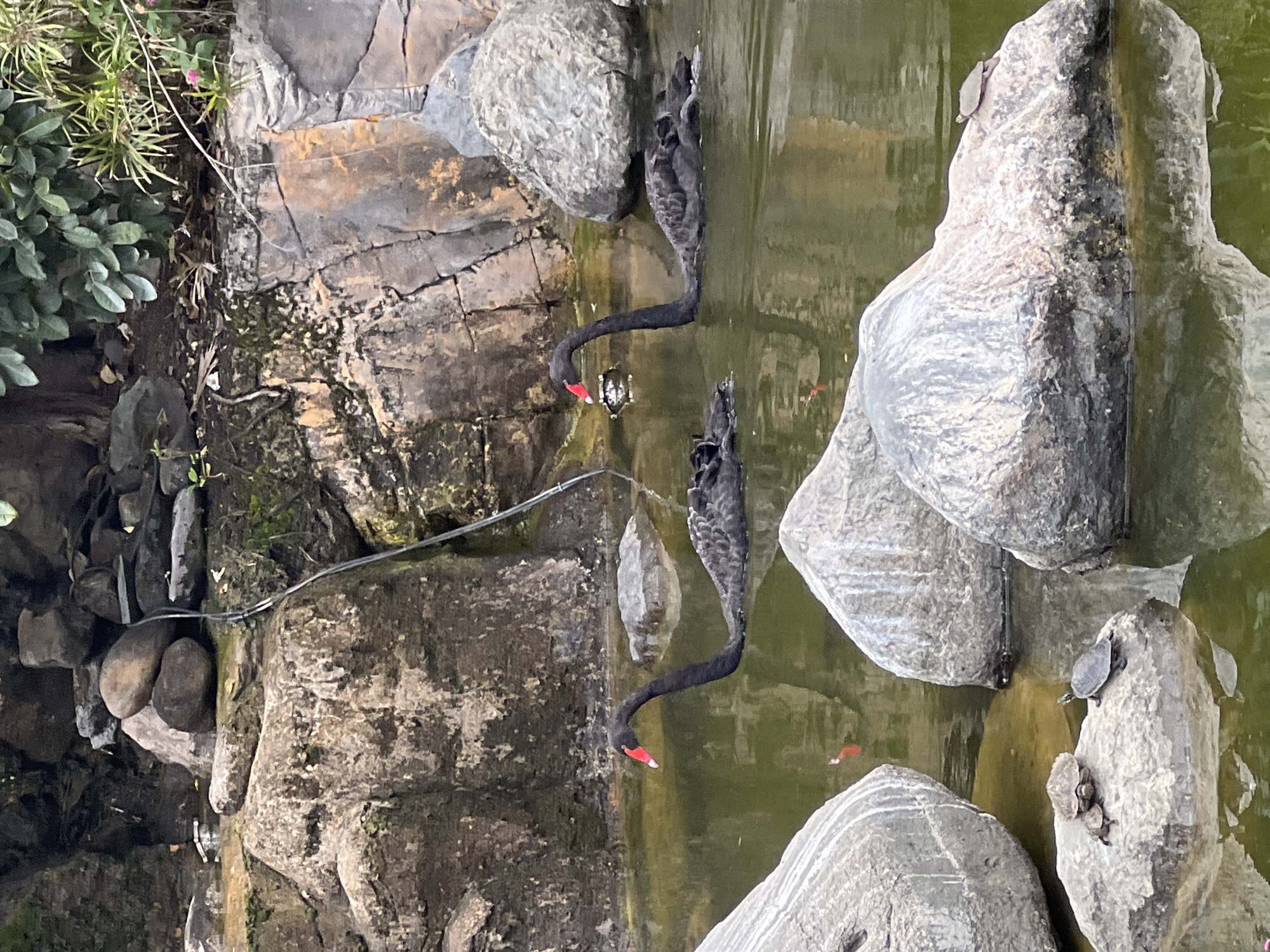 The image shows a pond in Las Palmas De Gran Canaria, Spain, containing two black swans and several turtles. The pond's edge is constructed with rocks, some moss-covered, and some plants. The swans are partially submerged, with their heads and necks extended into the water. There are several turtles perched on the rocks within the pond. The water appears to be murky, with reflections of the rocks and vegetation. A thin black wire runs near the top left corner of the image.