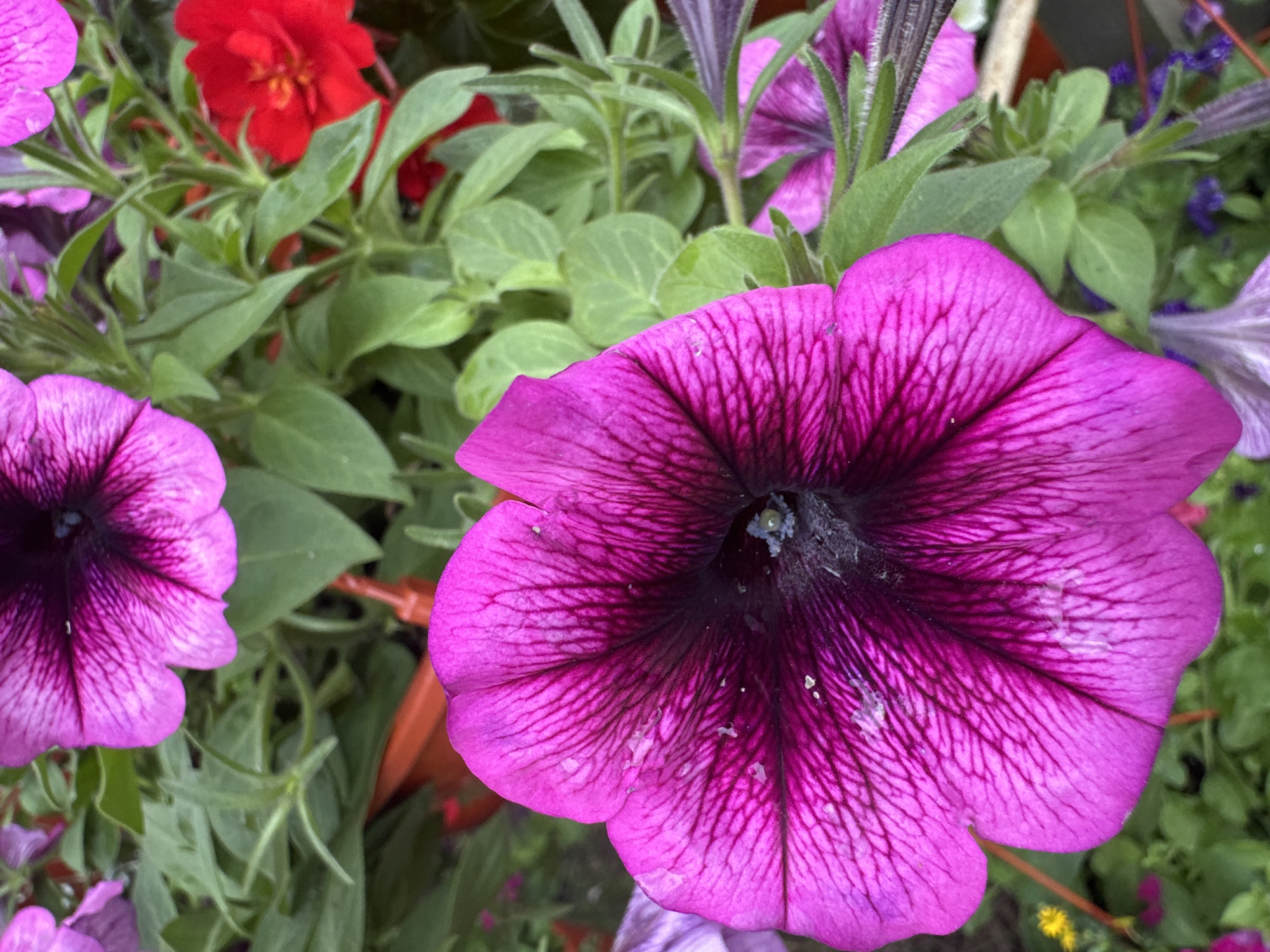 The image displays a close-up view of vibrant petunia flowers in various shades of pink and purple, interspersed with lush green foliage. A bright red flower is visible in the upper right quadrant, adding a contrasting splash of color. The flowers appear to be growing in a garden setting, possibly in pots or planters, hinted at by the orange material in the background. The petals of the prominent pink petunia are intricately veined, with some white blemishes on the surface. The scene is well-lit, highlighting the rich textures and colors of the flora. There are no people or animals present in the image. The image is consistent with a botanical garden or a domestic garden in Podolsk, Russia, showcasing the beauty of flowering plants.