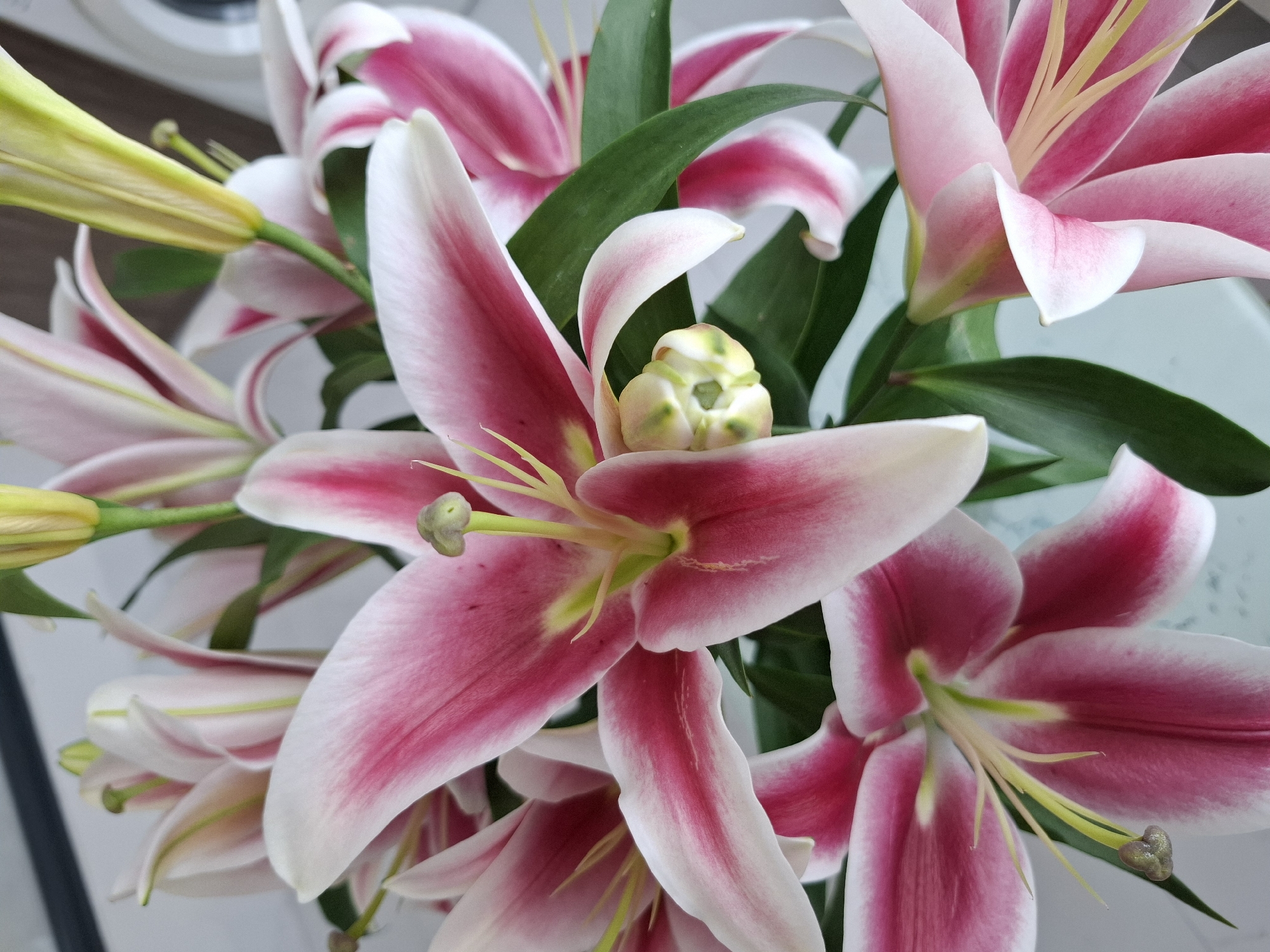 A bouquet of pink and white lilies is displayed, with some flowers in full bloom and others still in bud. The lily petals have a gradient of color, with deep pink in the center that fades to white at the edges. The stamens are a vibrant yellow. Dark green leaves are interspersed among the flowers. The background is a light gray, suggesting an indoor setting. The image does not contain information that allows for the identification of a specific location in Nha Trang Ward, Vietnam.