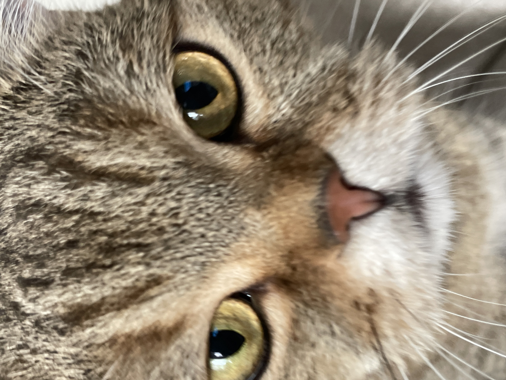 A close-up, head-on shot captures a domestic cat's face. The cat has tabby markings, with stripes of brown and grey fur. Its eyes are a striking golden-yellow, with black pupils. A pink nose sits above the cat's mouth, surrounded by white whiskers. The background is blurred and nondescript. No specific location in Russia or any other city is discernible from the image.