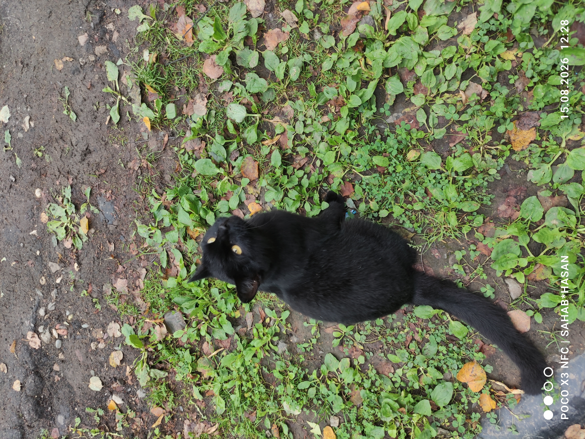 A black cat with bright yellow eyes sits on damp soil and green plants, looking upwards. Fallen leaves are scattered across the ground. The scene appears to be outdoors in a natural setting. The timestamp on the image indicates the date 15.08.2026. The watermark indicates the location as Kostroma, Russia.
