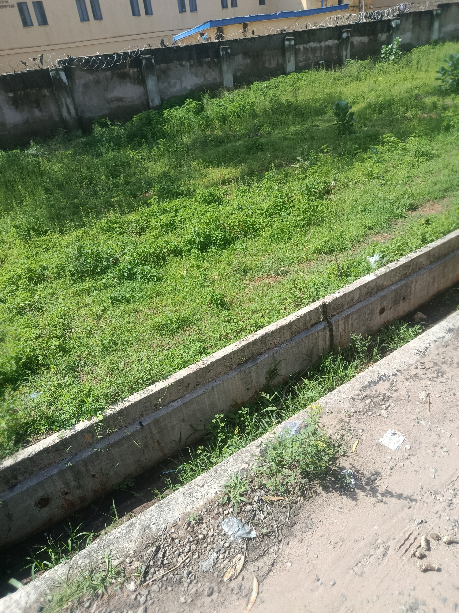 The image depicts an outdoor scene in Jalingo, Nigeria, featuring an overgrown grassy area adjacent to a concrete drainage channel. A rough concrete wall topped with barbed wire runs along the back of the grassy area, with a light-colored building visible behind it. The drainage channel itself is partially filled with grass and debris. The foreground shows a dusty, unpaved surface with some scattered litter. The overall impression is one of neglect and underdevelopment. There are no people or animals visible in the image.