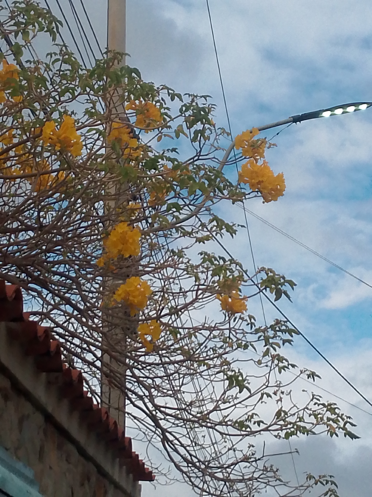 The image captures a view in Juan Griego, Venezuela. A building with a red tile roof is visible in the lower left corner. A leafless tree with yellow flowers partially obscures the building. The tree is entwined with a utility pole and power lines. In the background, a cloudy sky is visible. A street light is present in the upper right.
