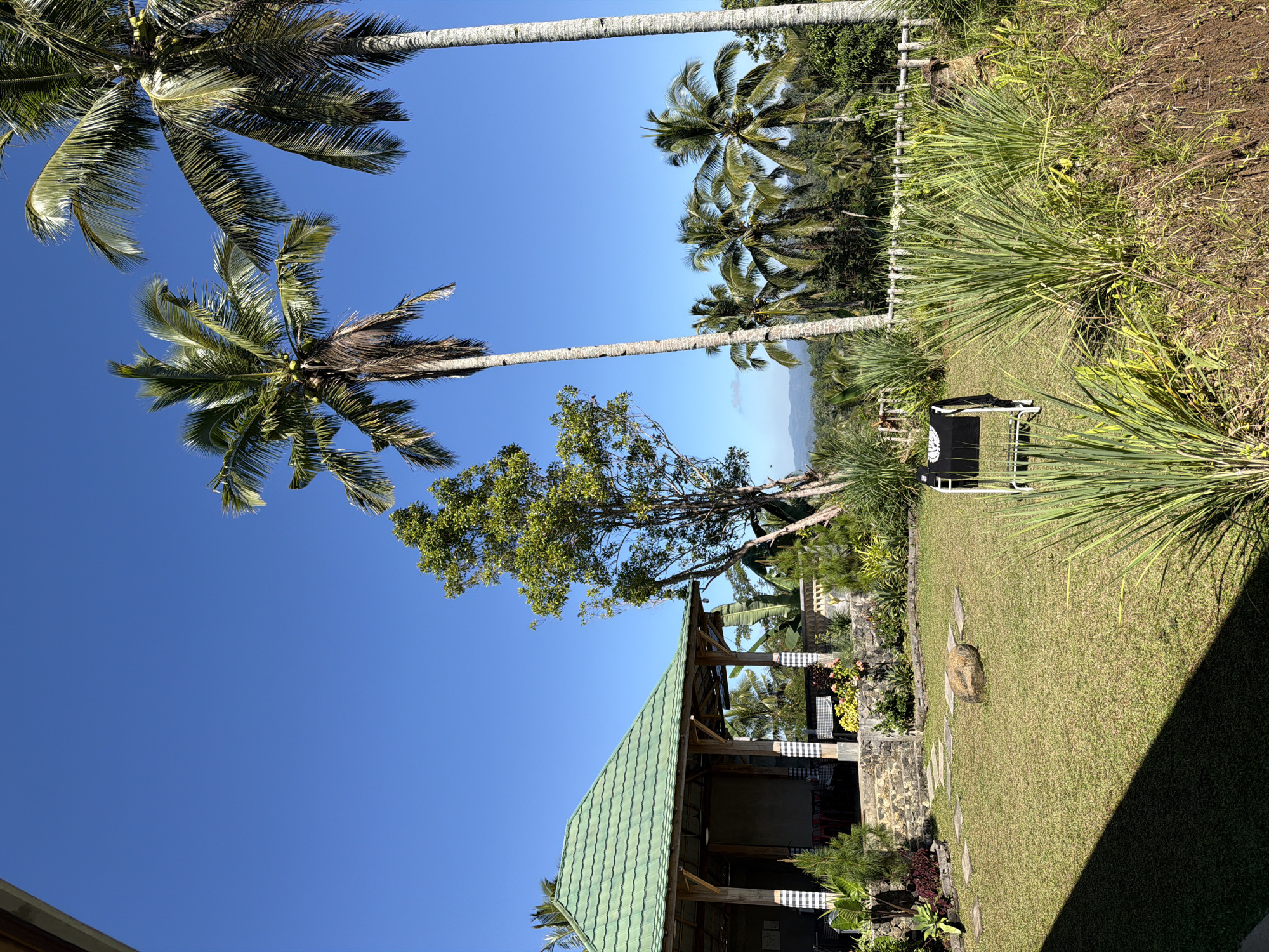 The image captures a sunny outdoor scene in Sidomulyo, Indonesia, featuring a building with a green tiled roof, a well-maintained grassy lawn, and several palm trees. The building, constructed with stone and wood, has an open-air design and appears to be a restaurant or a guesthouse with tables and chairs visible inside. The lawn is dotted with a few stepping stones and a large, smooth rock. In the foreground, tall ornamental grasses add texture to the landscape, while a black folding chair is placed on the grass. In the background, a dense arrangement of palm trees and lush greenery stretches towards a hazy horizon, with mountains faintly visible in the distance under a clear blue sky. The overall atmosphere is tranquil and tropical, indicative of a pleasant day in a rural or resort setting.