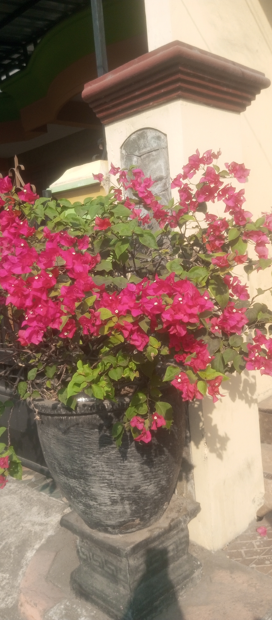 A large, dark gray, textured pot filled with vibrant pink bougainvillea flowers and green leaves sits on a decorative concrete base. The pot and base are situated outdoors next to a cream-colored pillar with a brown, tiered molding at the top. A hint of a corrugated roof structure is visible in the upper left corner, along with some light brown and green architectural elements. The ground around the pot appears to be paved with bricks and concrete, with some white powdery residue scattered on the surface. The scene is illuminated by natural light, casting shadows on the pillar and ground. There are no people or animals visible in the image. The image is a close-up shot of the potted bougainvillea plant and its immediate surroundings. Based on the architectural style and vegetation, this scene is consistent with a residential or commercial outdoor area in Kediri City, Indonesia, possibly a garden, patio, or entranceway.