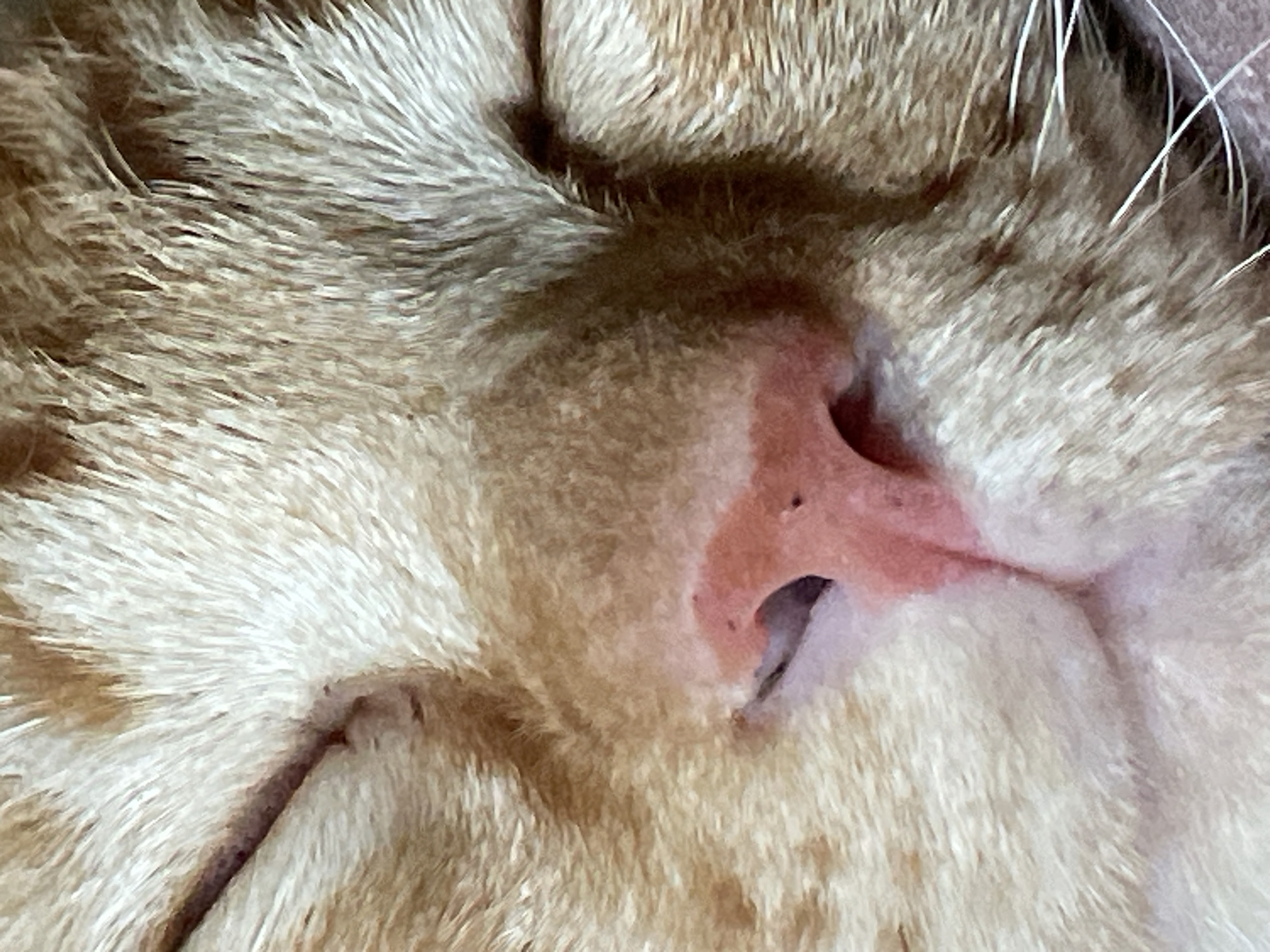 A close-up forensic image captures the face of a domestic feline (cat) in a state of repose, located in the city of Denpasar, Indonesia. The subject's fur exhibits a bi-coloration of orange and cream/white, with visible texture and directionality of individual hairs. A prominent, moist, pink-pigmented nose is centered, revealing two distinct nostril apertures and several minute dark spots on its surface. The eyes are fully closed, indicated by smooth, unbroken fur lines over the eyelids. Multiple white vibrissae (whiskers) extend from the facial region on the right side of the frame. The upper lip and initial contours of the chin, covered in softer, lighter-colored fur, are visible directly beneath the nose. The background is indistinct, focusing solely on the subject's facial features.