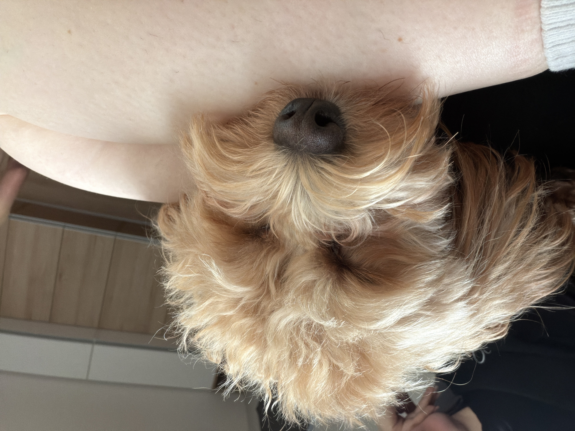 A fluffy, light brown dog is asleep on a person's lap. The dog's head is resting on the person's thigh, and its eyes are closed. The dog's nose is dark and wet. The background is blurred but appears to be an indoor setting with wooden paneling on the wall. The image is a close-up shot, focusing on the dog and the person's lap. The scene is peaceful and intimate. This image was not taken in Plovdiv, Bulgaria.