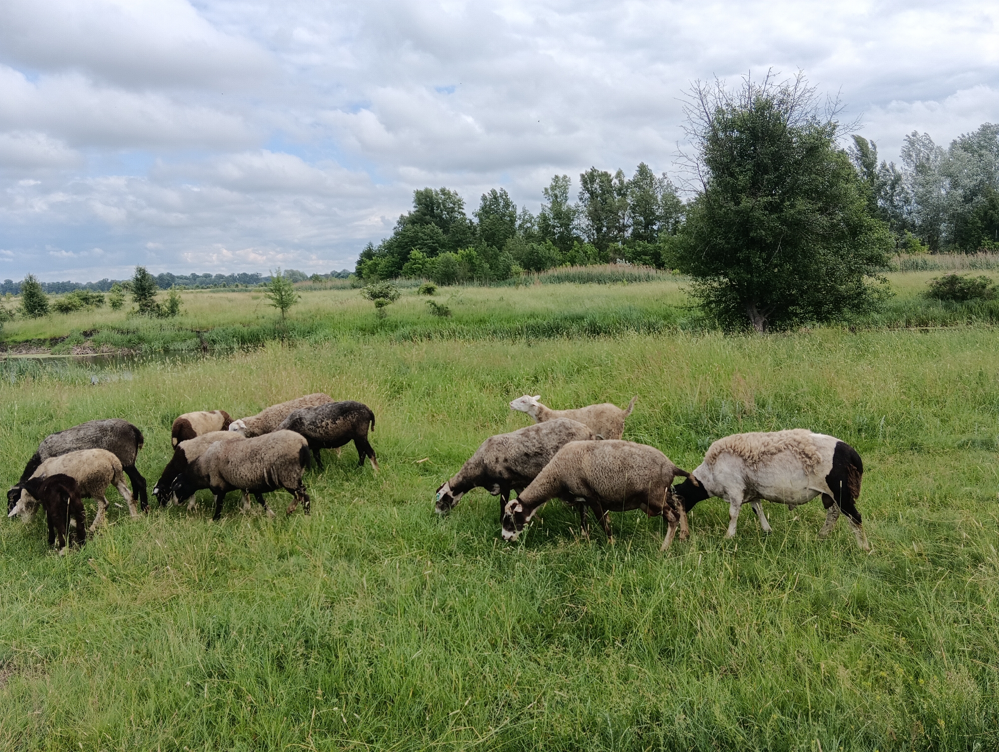 A herd of approximately ten sheep grazes in a lush, green grassy field under a partly cloudy sky. The sheep are of varying colors, including black, white, and brown, with some having mixed patterns. The field is dotted with tall grasses and some scattered trees in the background. To the left of the frame, a body of water is visible, with some reeds along its edge. The overall scene depicts a rural, pastoral setting.