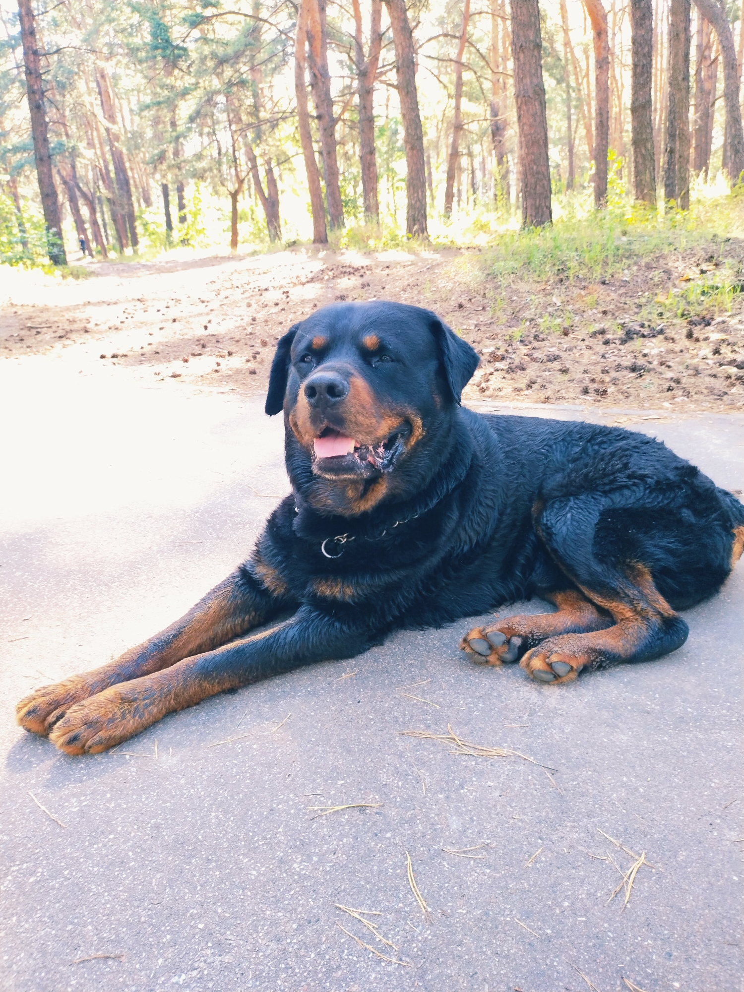 A Rottweiler dog is lying down on a paved path in a pine forest. The dog is black with tan markings and is panting with its tongue out. The forest is dense with tall pine trees, and the ground is covered with pine needles and cones. Sunlight filters through the trees, creating a dappled effect on the path. In the background, a person can be seen walking on a path in the distance. The image appears to have been taken in Horishni Plavni, Ukraine, given the type of pine forest common in the region.