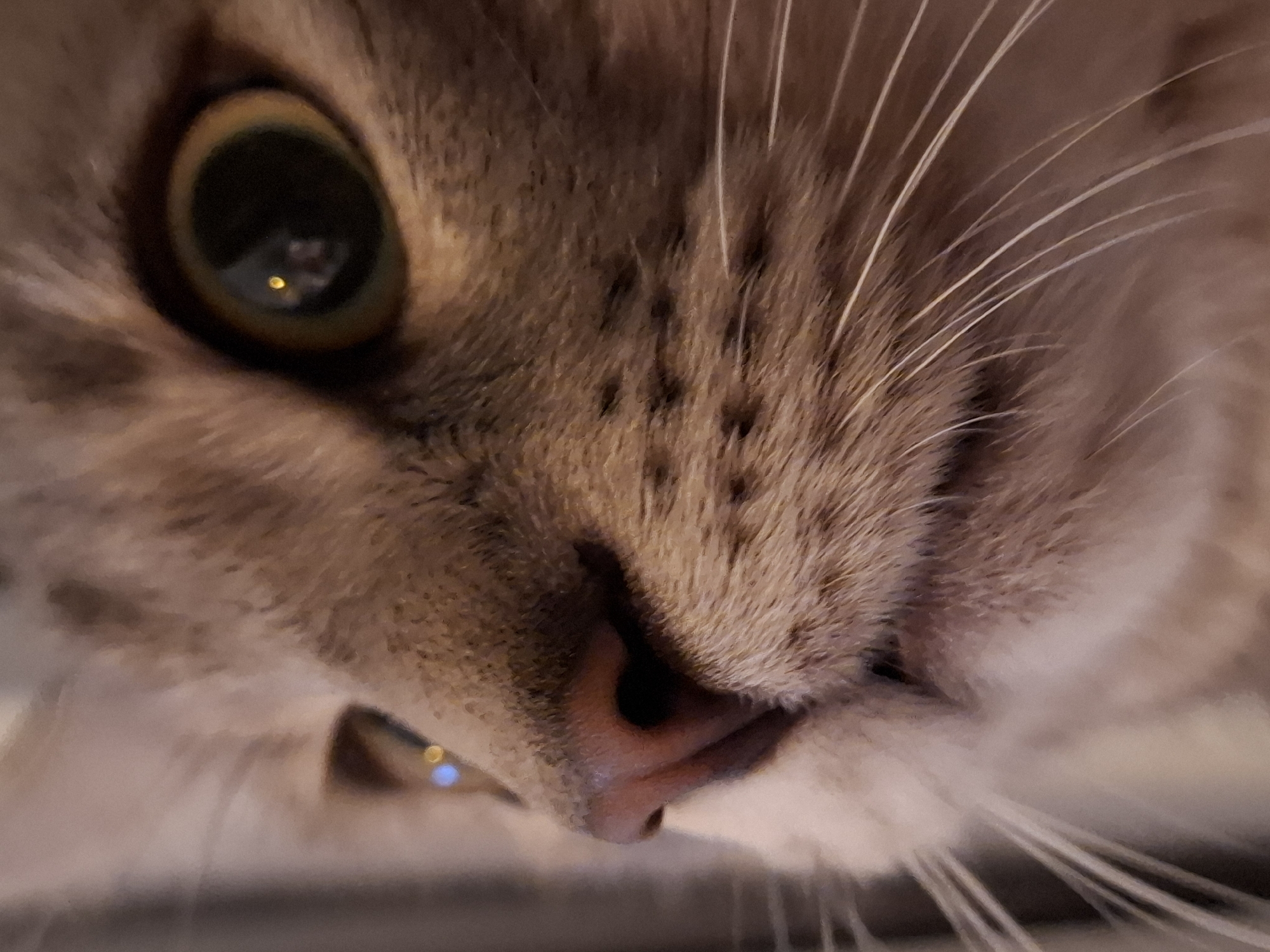 A close-up, macro photograph shows the left side of a domestic cat's face, focusing on its eye and nose. The cat has light brown fur with darker tabby markings. Its large eye is predominantly dark, with a yellowish-green iris and a reflective highlight in the pupil. The nose is a dark pinkish-brown color. The surrounding fur is soft and appears slightly out of focus, with prominent white whiskers extending outwards. The background is softly blurred and dark, suggesting an indoor setting. There is no information to determine the specific location within Zemun Urban Municipality, Serbia.