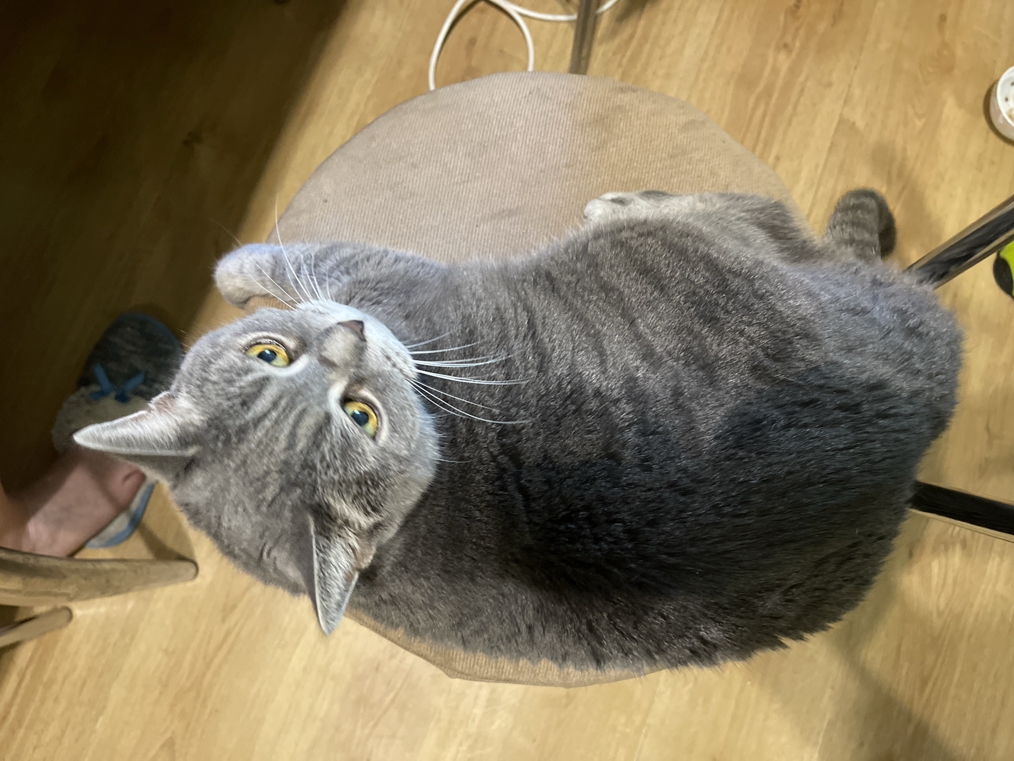 A grey cat with yellow eyes sits on a round, beige stool. The cat is facing the camera and looking slightly to its right. Its front left paw is resting on the stool. The stool is positioned on a light brown wooden floor. In the background, a person's feet in blue and white flip-flops are visible, along with the metal leg of a chair or table. A white electrical cord is also visible on the floor to the right of the stool. The overall scene suggests an indoor setting, likely a home.