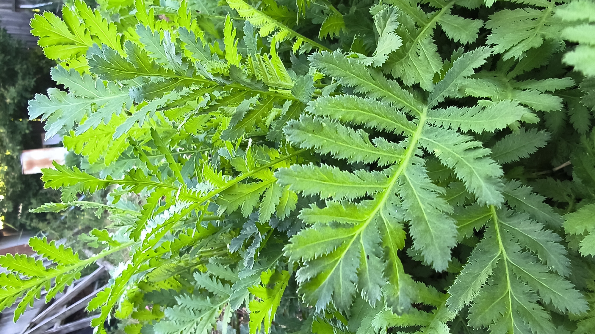 This image shows a close-up view of a dense patch of bright green, deeply lobed leaves of a plant. The leaves have serrated edges and appear feathery or fern-like. The lighting suggests an outdoor setting, likely during the day, with some sunlight filtering through. The background is out of focus, but hints of wooden structures and greenery are visible, suggesting a garden or natural environment. The location in the city of Larinskii, Russia, cannot be determined from the visual information in the image. There are no people, animals, or discernible actions taking place.