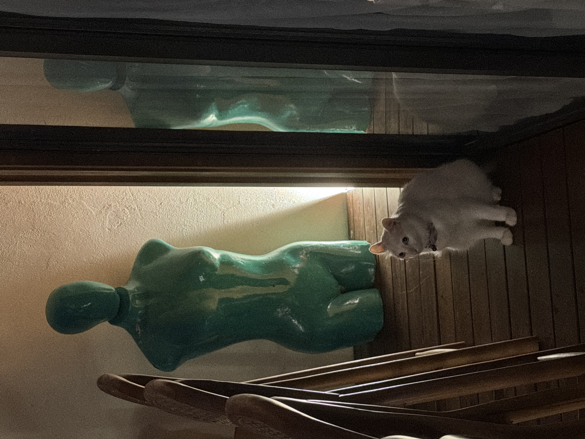 A low-angle indoor shot shows a green, mannequin torso lying sideways on a shelf, next to a white cat with a collar, its head facing the viewer. Underneath the mannequin are several wooden hangers. The top of the shelf is a dark, reflective material, possibly glass or a polished surface, showing a distorted reflection of the mannequin. The walls are a light beige color, and the vertical planks on the right side of the image are a dark brown wood. The location is Unknown, Unknown.