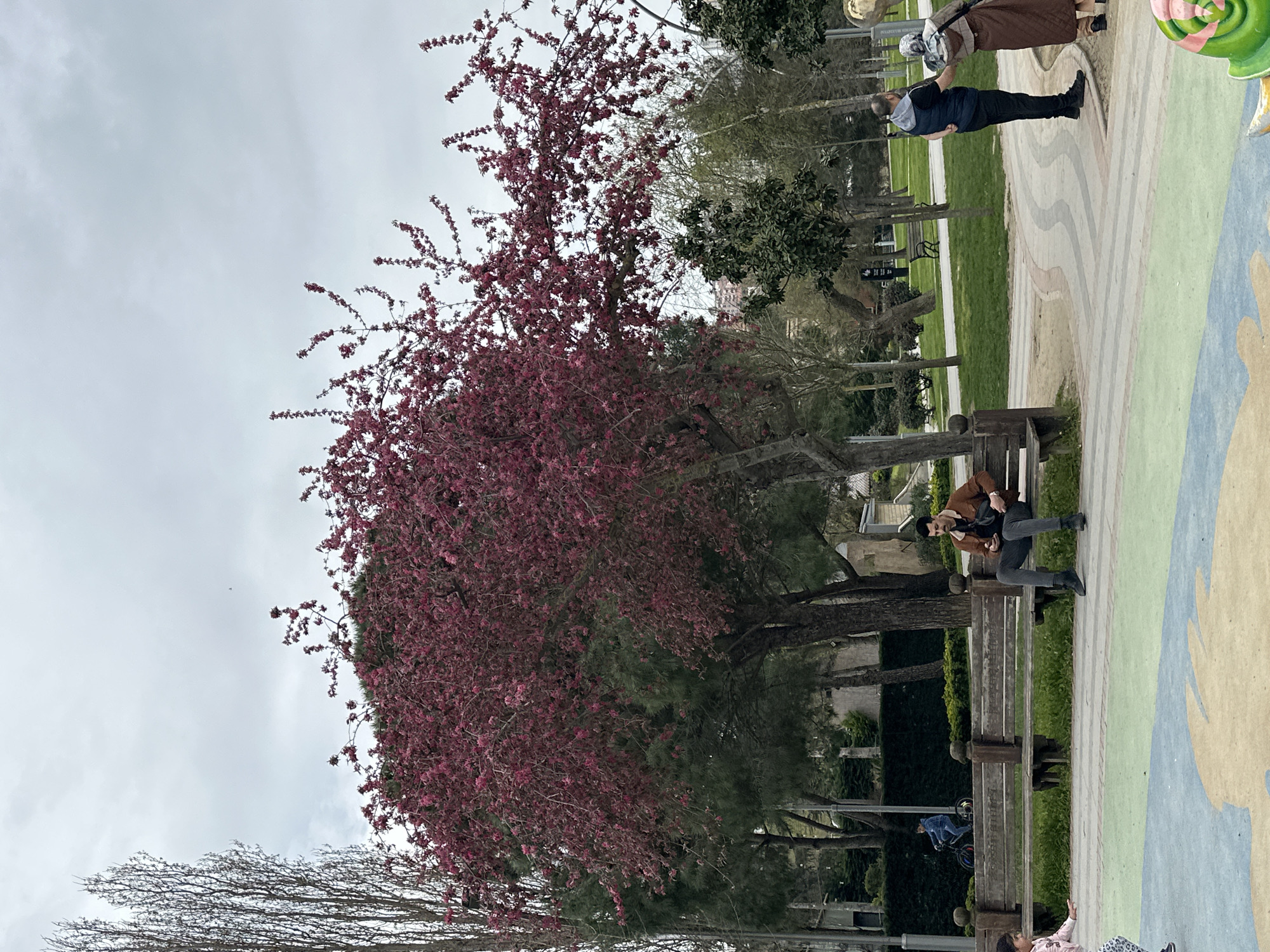 The image depicts a park scene, likely in Başakşehir, Turkey, given the context. In the foreground, a tree with dense red blossoms dominates the left side of the frame, contrasting with a bare tree in the lower left. The background features various trees with green foliage. A park bench is visible in the midground, occupied by a person dressed in a brown jacket and dark trousers. Other people are also present in the background: one couple are walking, and another appears to be riding a bicycle. The ground is painted with colourful designs. The sky is overcast, suggesting a cloudy day.