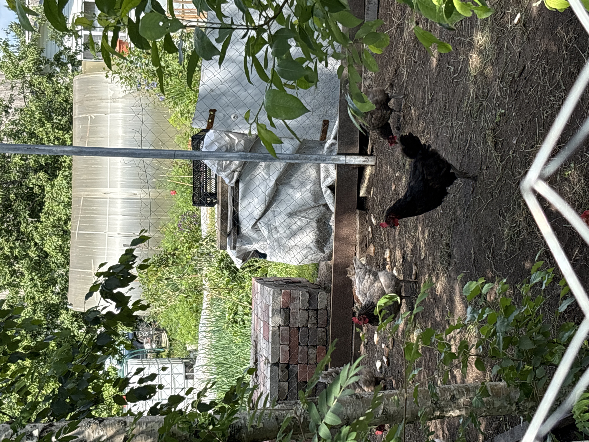 The image depicts a rural backyard scene in the Ozon SNT, Russia, with chickens roaming on dirt ground. In the foreground, a black hen with a red comb is prominently featured, standing amidst scattered debris. To the left, a grey and white speckled hen pecks at the ground, with another brown hen partially visible behind it. Further in the background, a partially obscured structure, possibly a greenhouse, is visible. Several objects are scattered around the area, including a brick structure on the left, a black crate, and a white tarp-like material covering some items. Green foliage and trees surround the scene, with a metal pole standing vertically in the mid-ground.