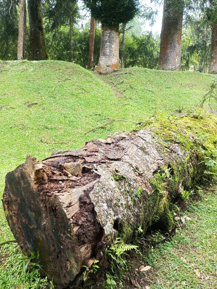 This image presents a natural outdoor scene located in Serchhip, India. The foreground is dominated by a large, fallen tree trunk positioned horizontally, extending from the lower-left to the right. The trunk is heavily covered with bright green moss and lighter lichen, with small ferns growing from its surface, indicating significant decay. The exposed end of the trunk, visible on the left, reveals dark brown, decomposed wood and a small, irregular grey stone embedded within it. The ground surrounding the trunk and extending into the mid-ground consists of short, vivid green grass, forming gentle, undulating mounds. The background features a dense forest composed of numerous tall trees with light-colored trunks and dark green foliage, suggesting a lush, humid environment. No individuals, animals, or active subjects are visible in the scene.
