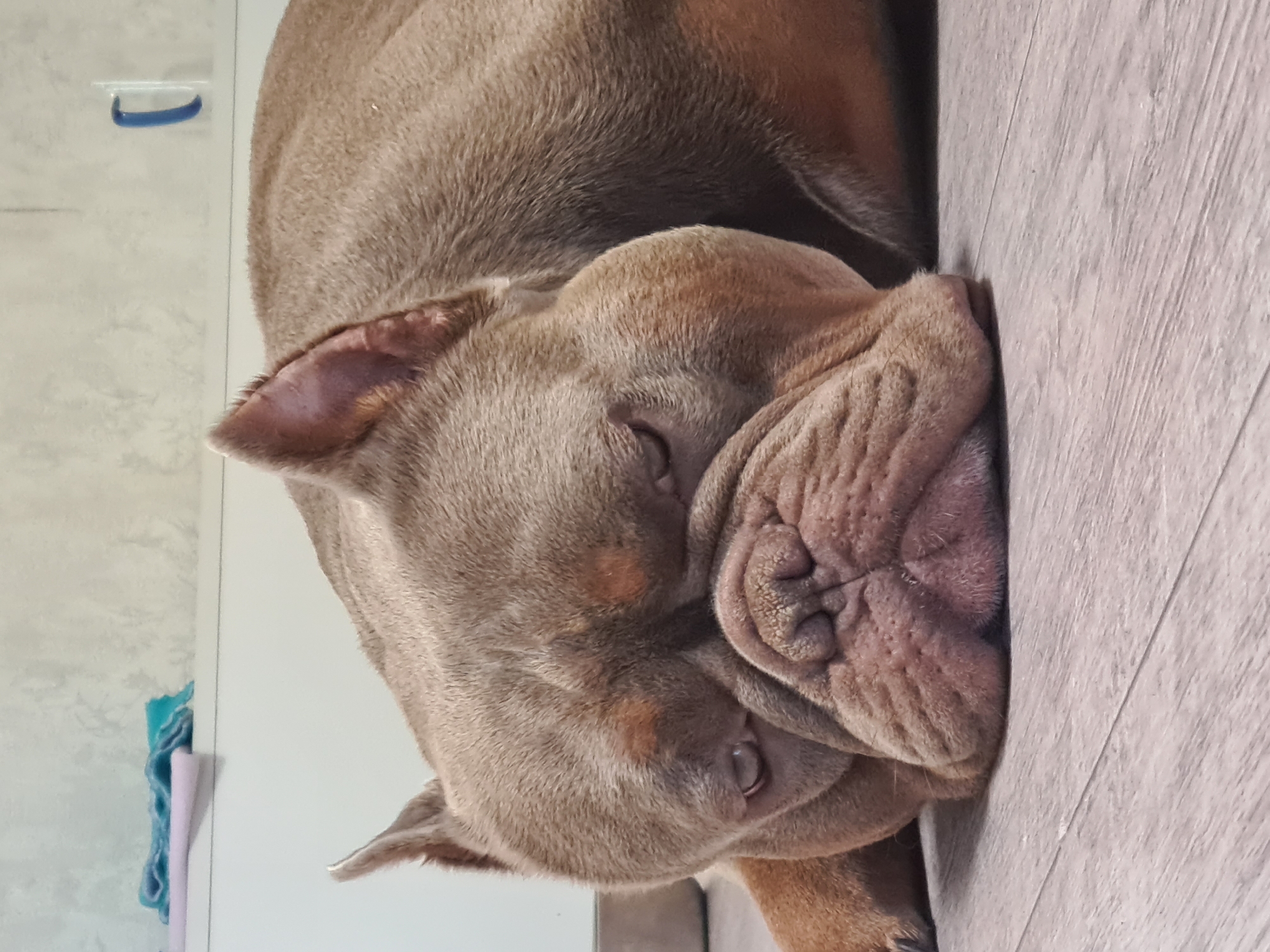 A light brown bulldog is lying down on a grey wooden floor. The dog's head is resting on the floor, and its eyes are closed. The dog appears to be asleep. In the background, there is a white shelf with some folded towels on it. The wall behind the shelf is a light grey color. There is also a blue object hanging on the wall. The lighting in the scene is bright and natural.
