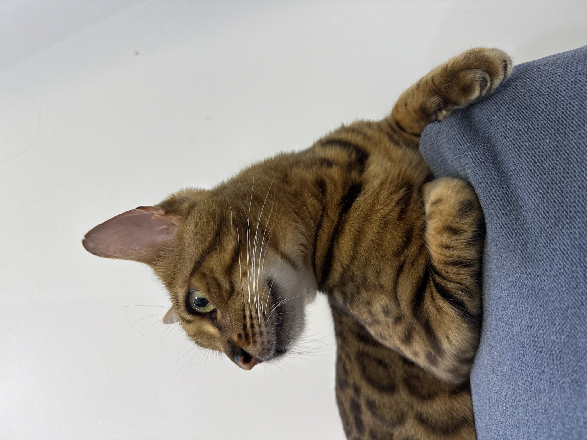 A Bengal cat with golden-brown fur and distinctive black spots lies on a blue textured surface. The cat is looking to the left, with its head turned and one ear pointed upwards. Its paws are tucked neatly underneath its body, and one paw extends slightly over the edge of the surface. The background is a plain, light-colored wall. The image does not provide any information about the location in Sochi, Russia.