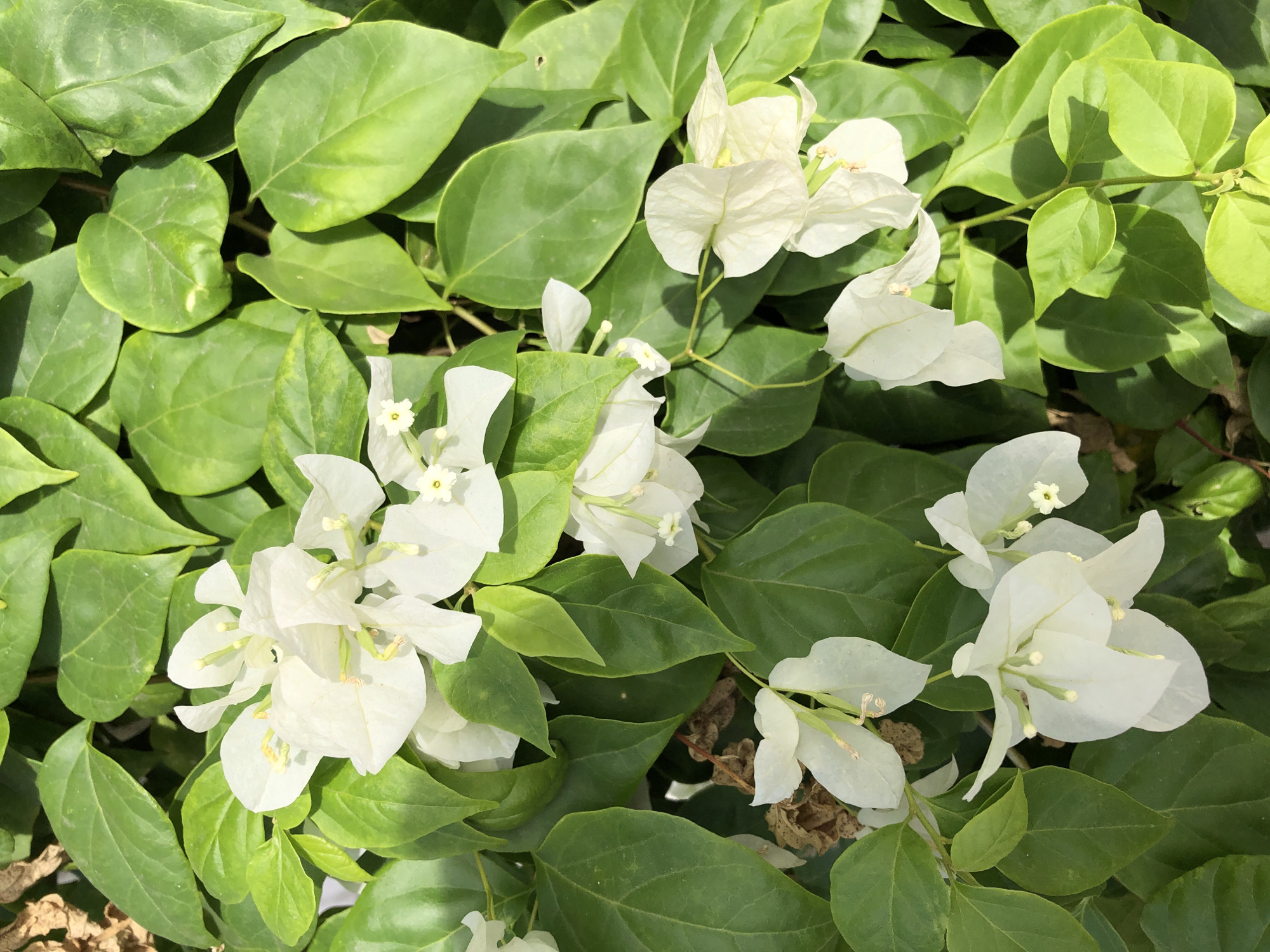 This close-up, eye-level shot captures a cluster of white bougainvillea flowers nestled amongst lush green leaves. The bougainvillea flowers are delicate and translucent, with thin, papery petals that are slightly ruffled and curled. Each flower is comprised of several bracts, which are the colorful, petal-like structures that surround the true flowers, which are small and inconspicuous at the center. These bracts are a pristine white, some appearing almost luminous in the bright light. Small, yellow stamens are visible in the center of some of the flowers. The surrounding leaves are a vibrant, healthy green, with some showing a slight sheen from the sunlight. The leaves are ovate in shape with pointed tips and a smooth surface, creating a dense backdrop for the white blossoms. The overall impression is one of natural beauty and tranquility, likely taken outdoors during daylight hours. The dappled sunlight suggests it could be a bright, sunny day, possibly late morning or early afternoon. The context of Đà Nẵng, Vietnam, implies a warm, tropical climate, which would be conducive to the flourishing of such vibrant flora. No people are visible, and no text is present in the image. The focus is entirely on the intricate details and textures of the plant.