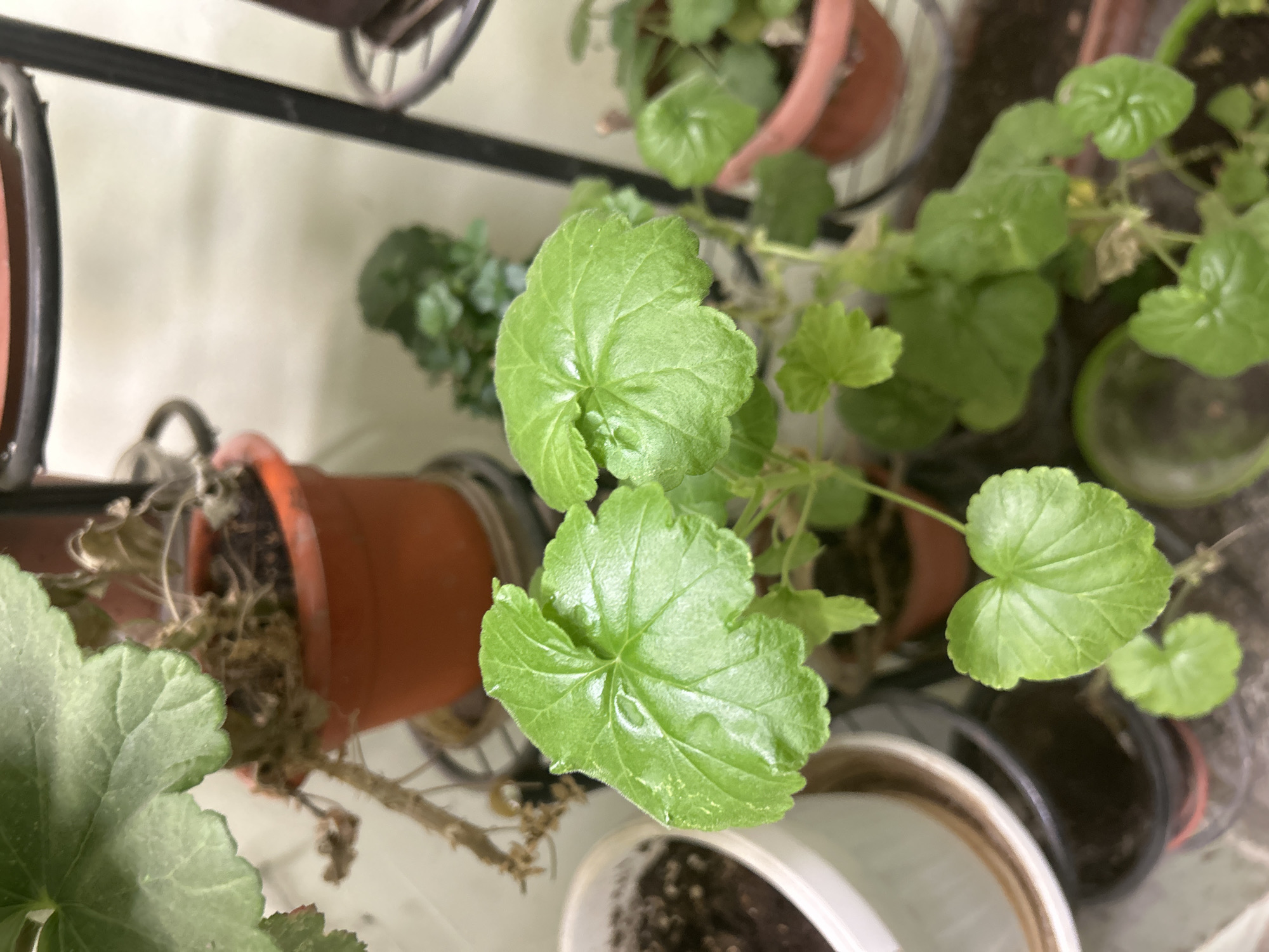 The image shows an indoor plant arrangement in an unknown location. Several potted geranium plants with bright green, lobed leaves are visible. The pots are arranged on a multi-tiered metal plant stand. The pot at the center of the image is a terracotta color. Other pots are white or brown. Some dried plant material can be seen in some of the pots. The plants appear to be healthy and recently watered.