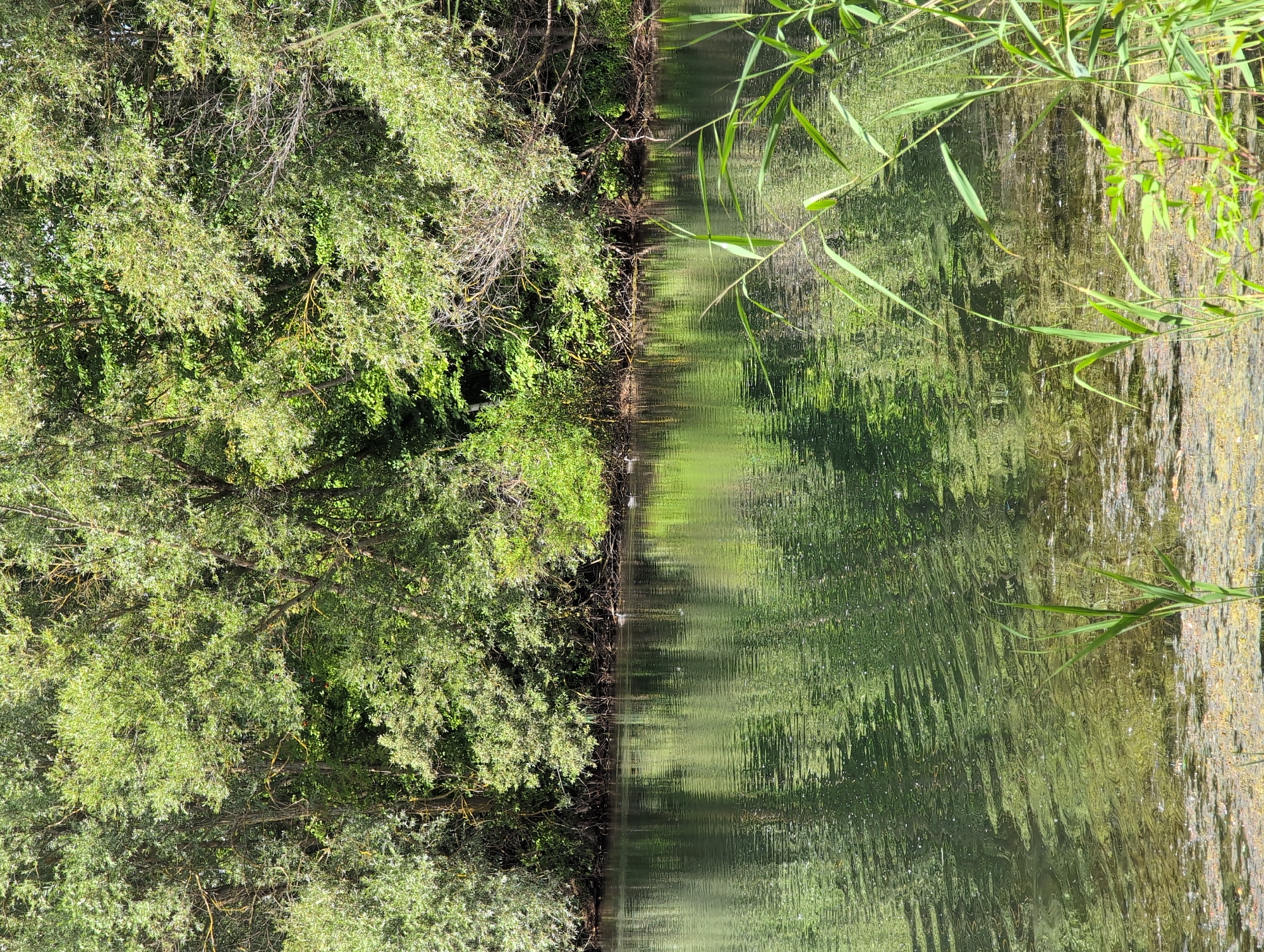The image depicts a tranquil scene by a body of water, likely a lake or slow-moving river, situated in the city of Petershagen, Germany. The foreground features tall, green reeds and other aquatic vegetation reaching upwards from the murky, algae-covered water. The water itself is rippled, reflecting the dense, lush green foliage of the trees that line the far bank. These trees form a thick, verdant wall, with their branches and leaves creating a canopy that shades the water. The lighting suggests a bright, sunny day, as evidenced by the dappled light filtering through the leaves and the reflections on the water's surface. In the middle distance, near the treeline, a few dark shapes are visible on the water, which appear to be waterfowl, possibly ducks. The overall impression is one of natural serenity and a quiet, undisturbed environment.