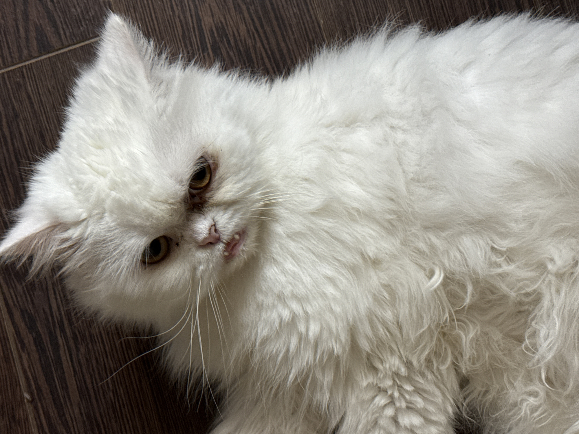 A fluffy white cat lies on a dark wood-patterned surface. The cat has golden eyes and long white whiskers.