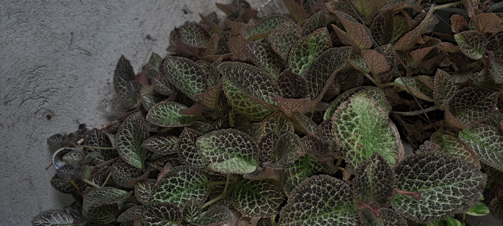 A close-up, overhead shot captures a lush arrangement of Episcia 'Chocolate Soldier' plants, their velvety, dark green leaves intricately patterned with lighter green veins, clustered against a textured, gray concrete wall. The plants exhibit a dense, trailing growth habit, with some leaves showing reddish-brown undersides. The concrete wall, with its rough, slightly uneven surface, provides a stark, neutral background, suggesting an urban outdoor or semi-outdoor setting. A small, light-colored object, possibly a broken piece of shell or plastic, is visible nestled among the leaves near the top left of the frame. The lighting is subdued, casting soft shadows and highlighting the textured surfaces of both the foliage and the wall. The scene is likely located in an outdoor or semi-enclosed space, such as a garden, patio, or balcony, in a residential or commercial area of Mandaluyong City, Philippines, given the typical urban landscape and common use of concrete in construction.