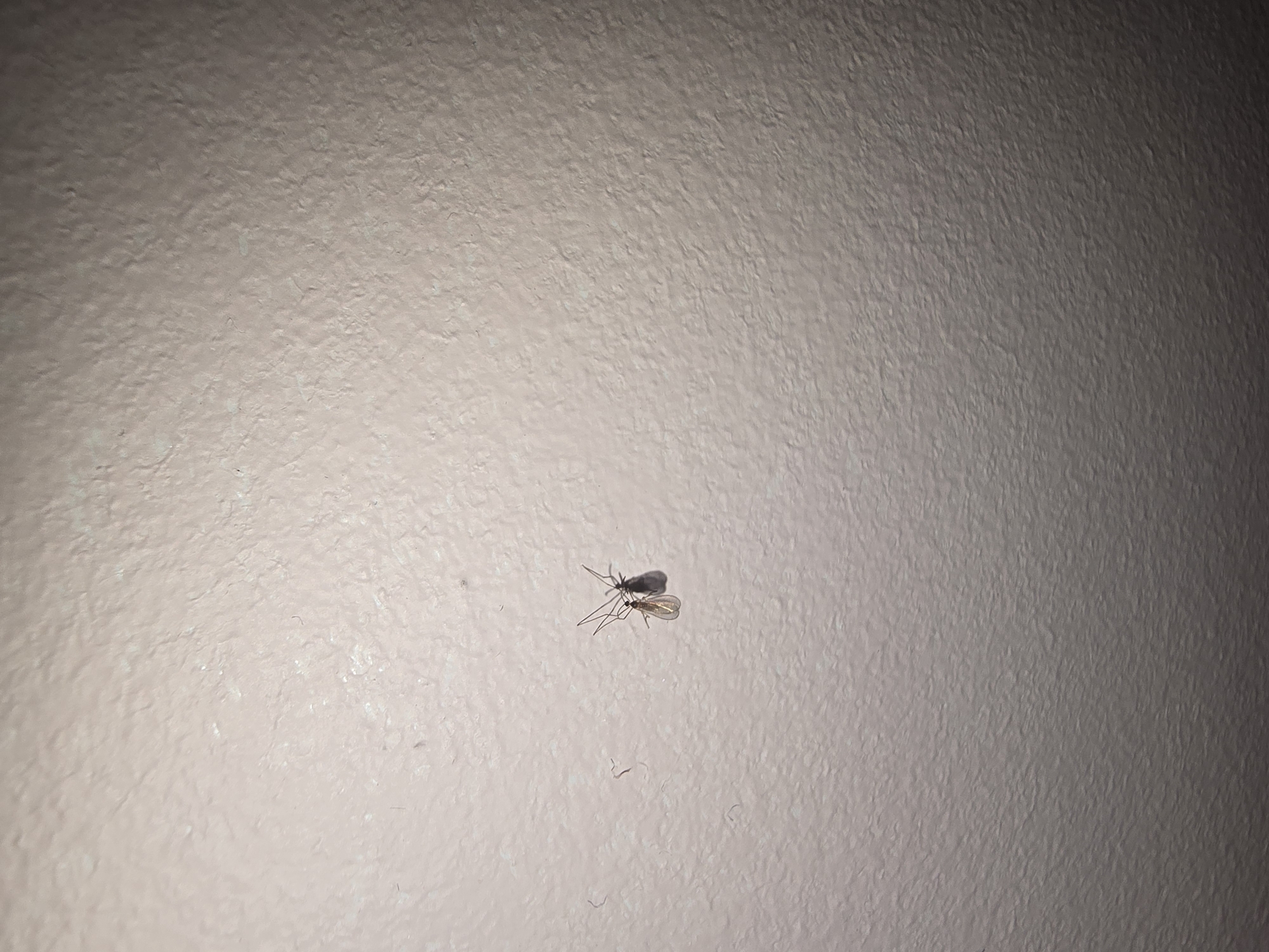 Two small insects, possibly moths or gnats, are perched on a textured, off-white wall. The insects are dark in color and appear to be close together, casting faint shadows on the wall. The lighting is dim, with a brighter area on the left side of the image gradually darkening towards the right. There are no people or any other identifiable objects in the scene. The wall appears to be indoors. There is no information in the image to indicate it is located in Ulan-Ude, Russia.