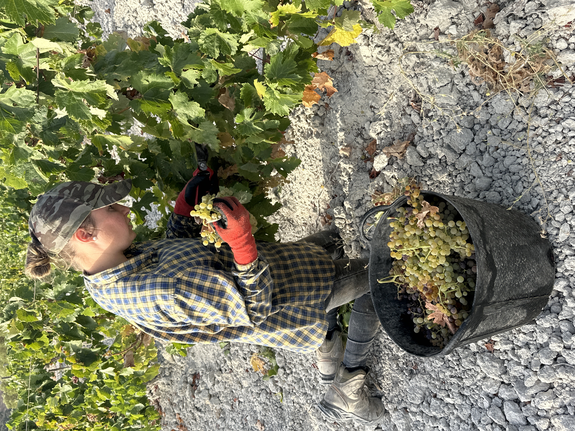 The image shows a person in a vineyard in San José del Valle, Spain, harvesting grapes. The person is wearing a plaid shirt, a camouflage hat, and red gloves, and is kneeling on the ground with a bucket full of grapes beside them. The vineyard has rows of grapevines with green leaves and clusters of light-colored grapes. The ground is covered in gravel and small rocks. The sun is shining, casting shadows on the ground, and the sky is visible in the background.