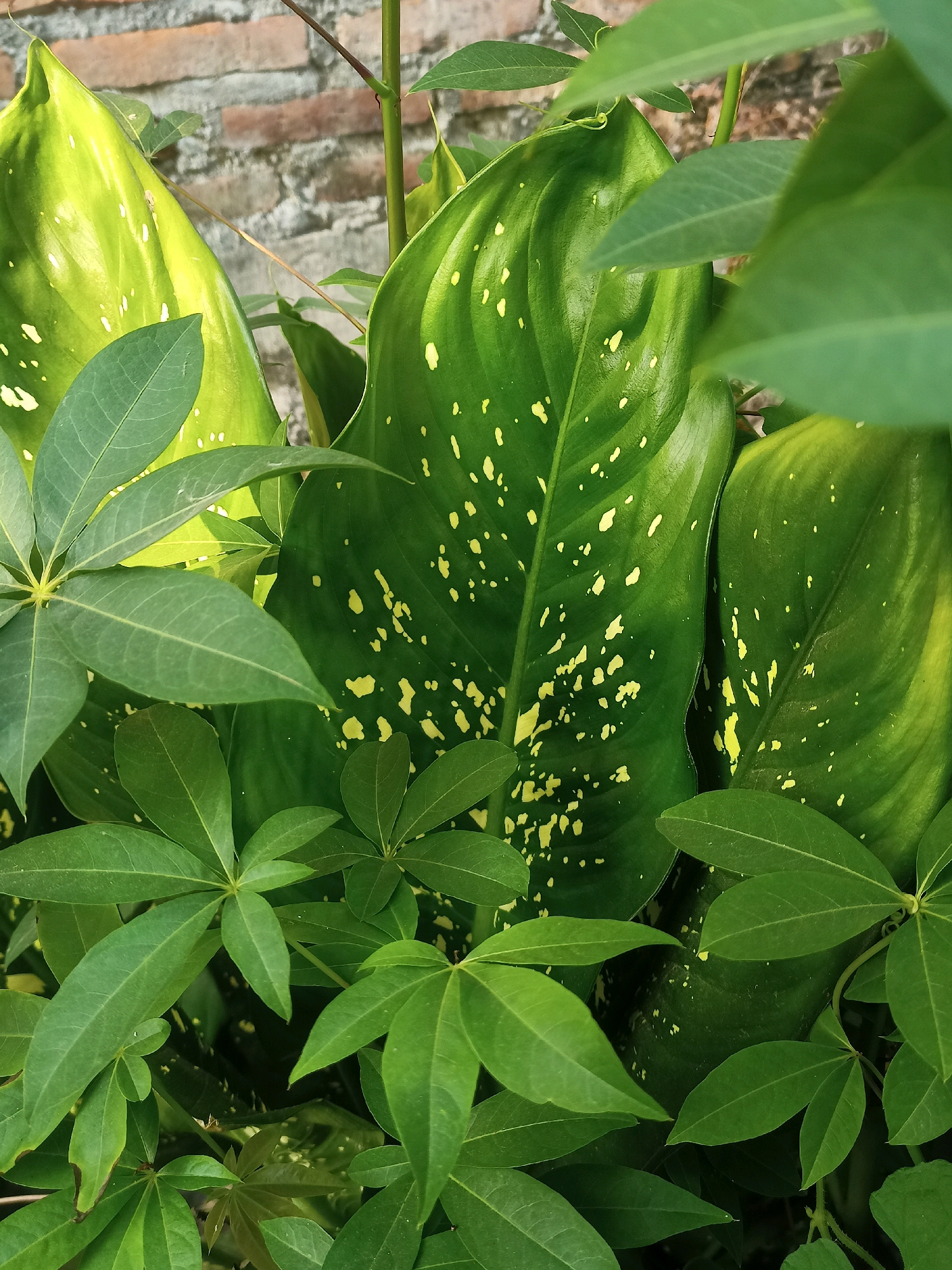A close-up shot captures lush green foliage against a weathered brick wall in Karangtalun, Indonesia. Dominating the frame are large, glossy green leaves variegated with irregular yellow spots, likely belonging to a Dieffenbachia plant. These striking leaves are interspersed with smaller, palmate leaves that appear to be from a cassava plant. The background features a textured brick wall, suggesting an outdoor setting, possibly a garden or a yard in a residential area of Karangtalun. The lighting highlights the vibrant colors and textures of the plants, creating a natural and tranquil scene.