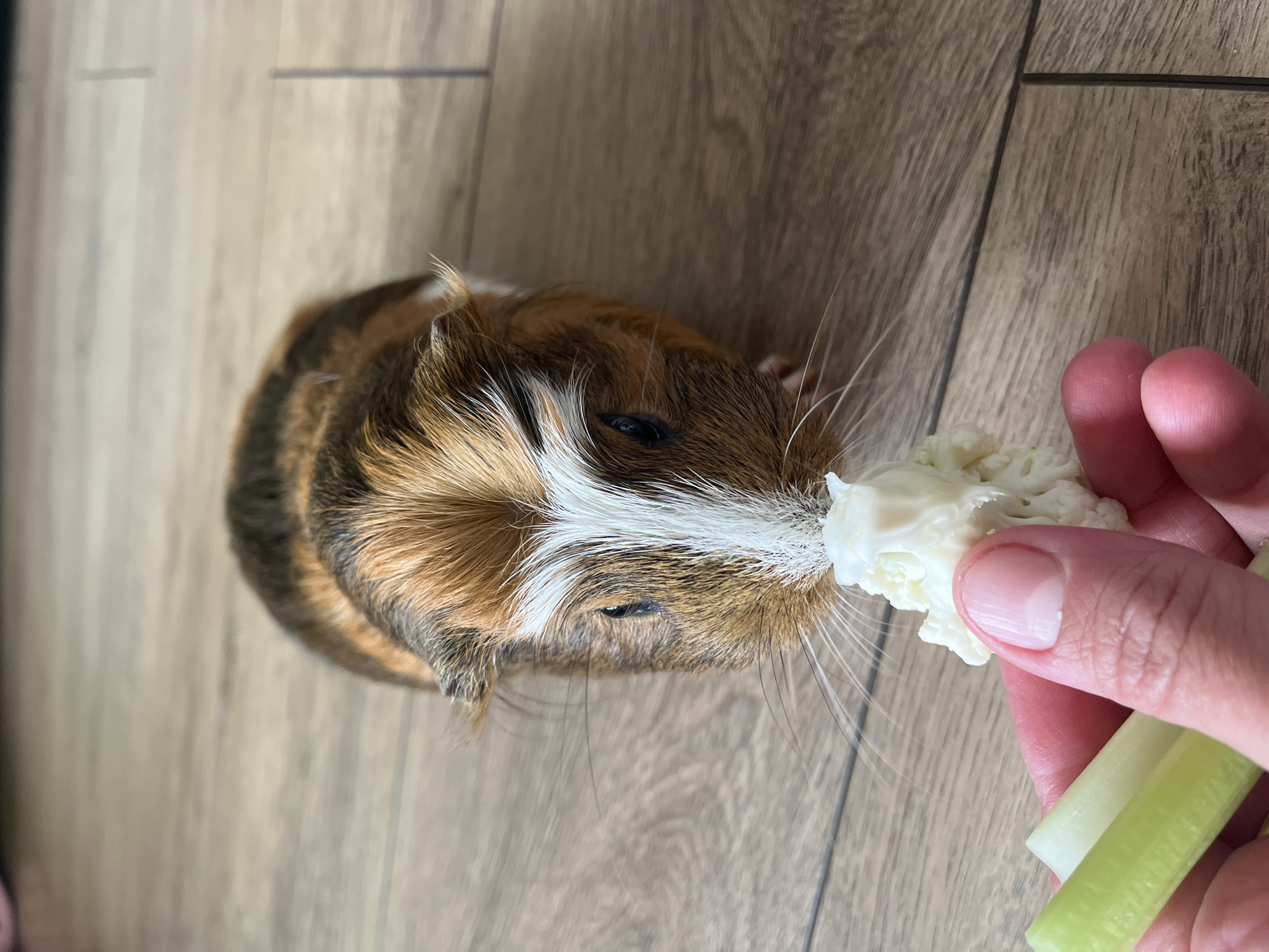 A close-up, high-angle, eye-level shot shows a brown and white guinea pig nibbling on a piece of cauliflower held by a person's hand. The guinea pig is positioned in the center of the frame, facing the viewer. Its fur is a mix of brown, black, and white, with a prominent white stripe running down its snout. Its whiskers are long and delicate. The person's hand, with a visible fingernail, is in the lower left corner, holding the cauliflower and two pieces of celery. The background consists of a light brown wooden floor with visible grain and grout lines. The lighting is bright and natural, casting soft shadows. The scene appears to be indoors, in an unknown location.