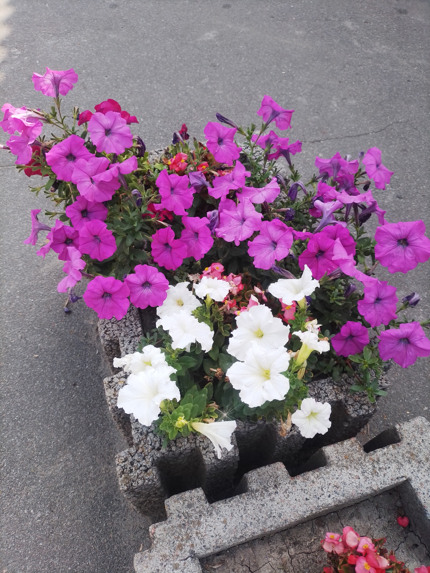 A planter box filled with pink and white petunias and some small red flowers is placed on an asphalt surface. The planter box is constructed from rough, grey concrete blocks. The flowers are in full bloom and appear healthy. The scene is likely outdoors, possibly on a sidewalk or street in Romodan, Ukraine. There are no people or animals present in the image.